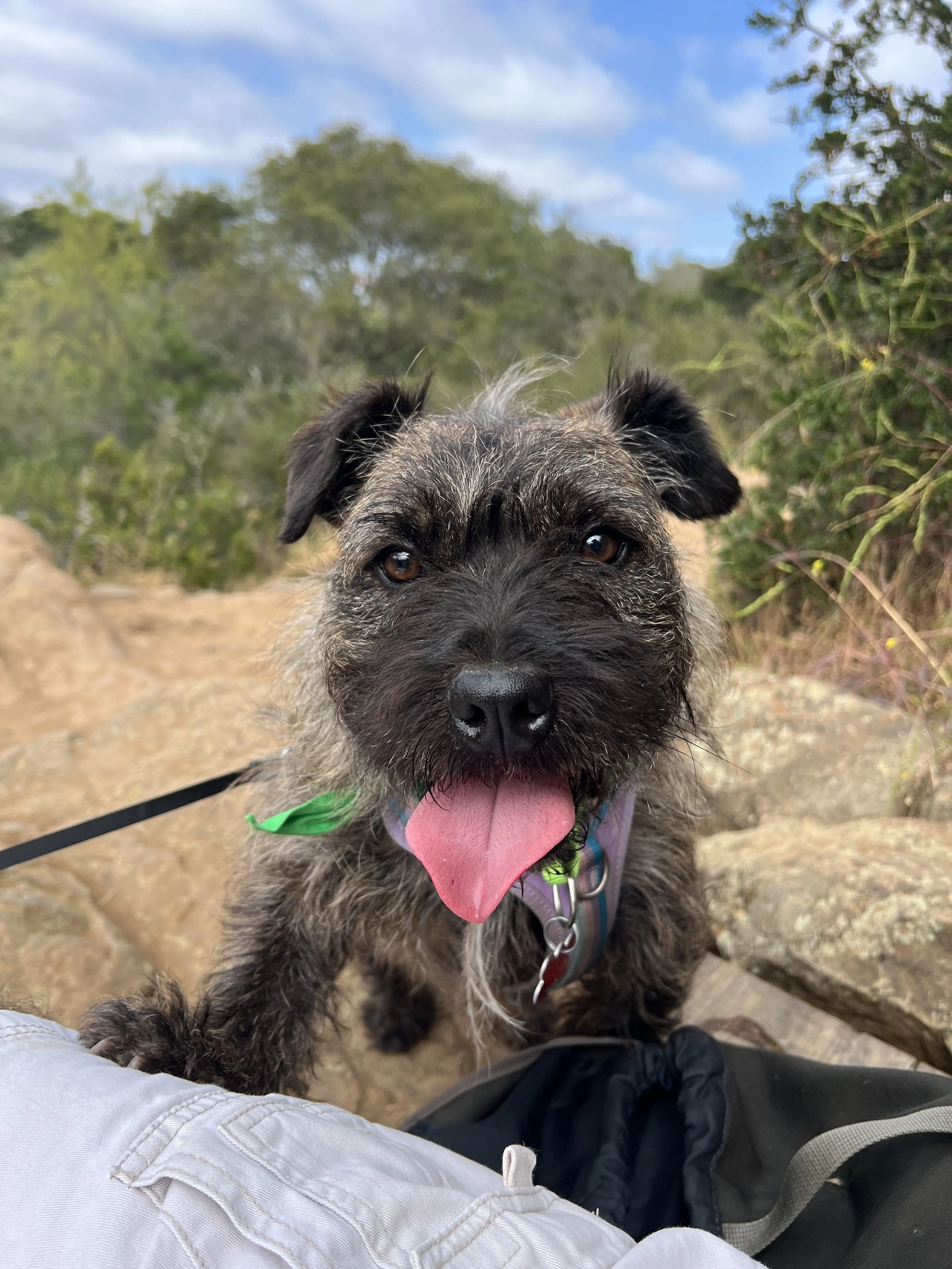 Lost pet-1