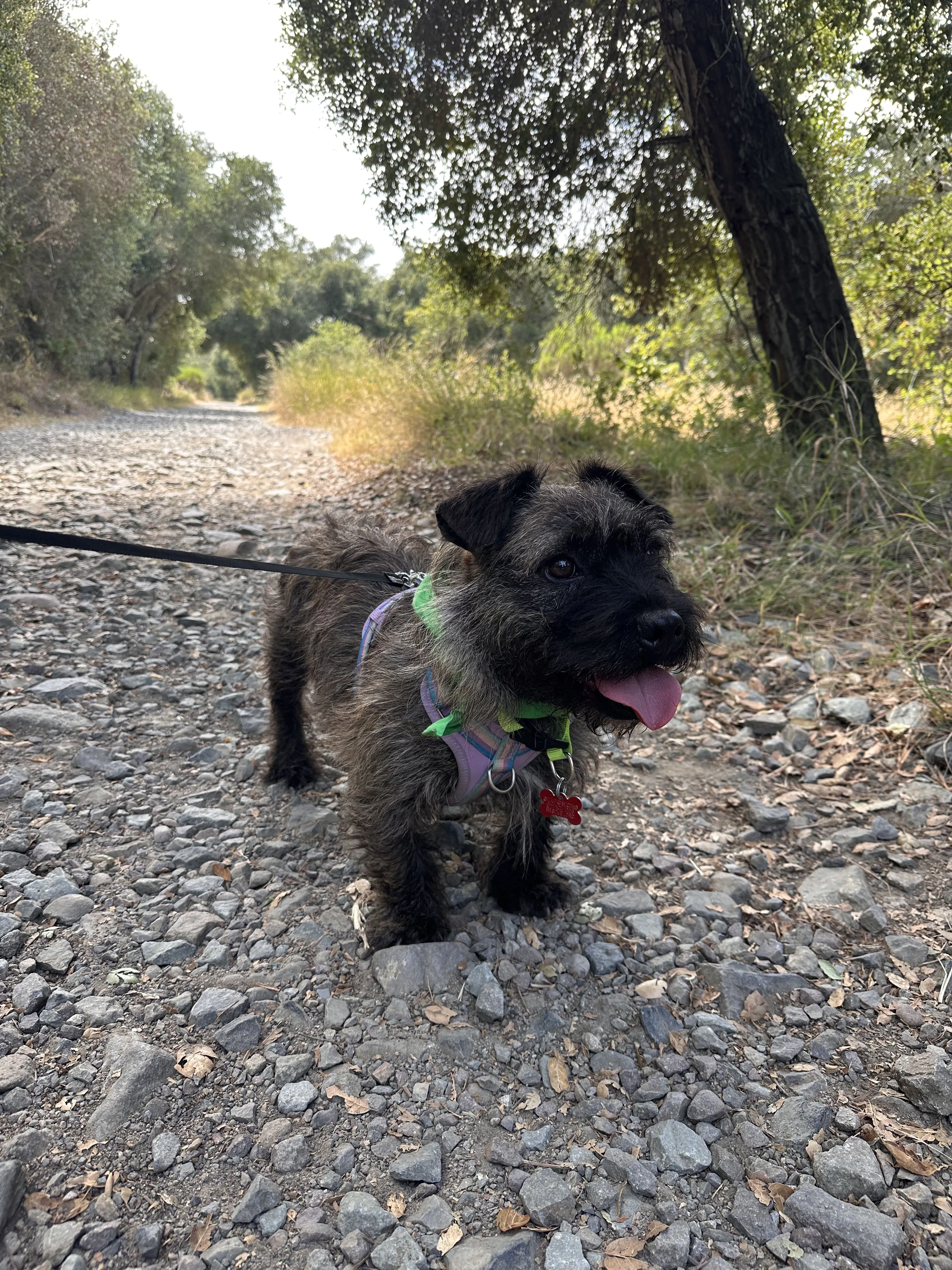 Lost pet-2