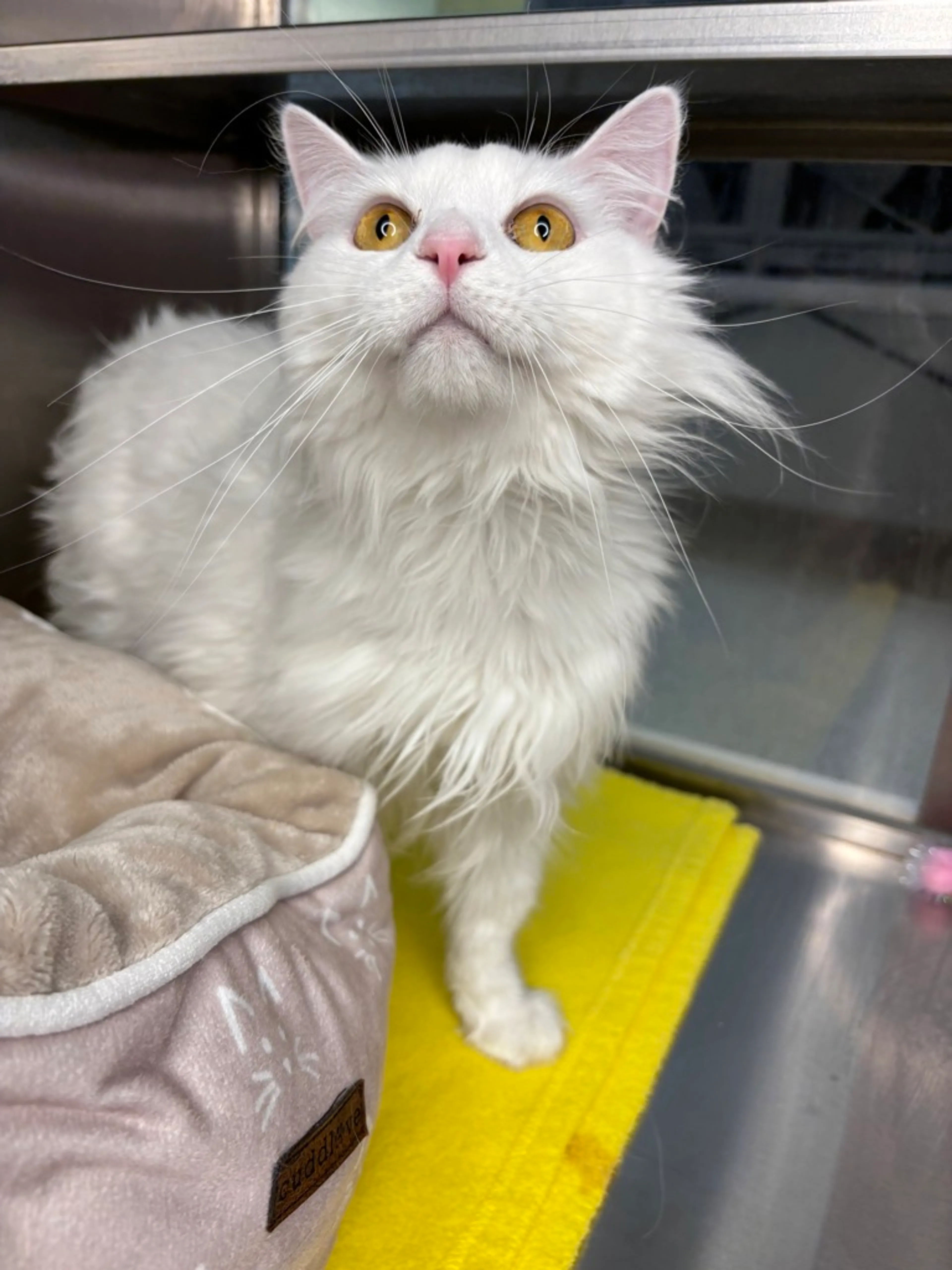 Found pet-2
