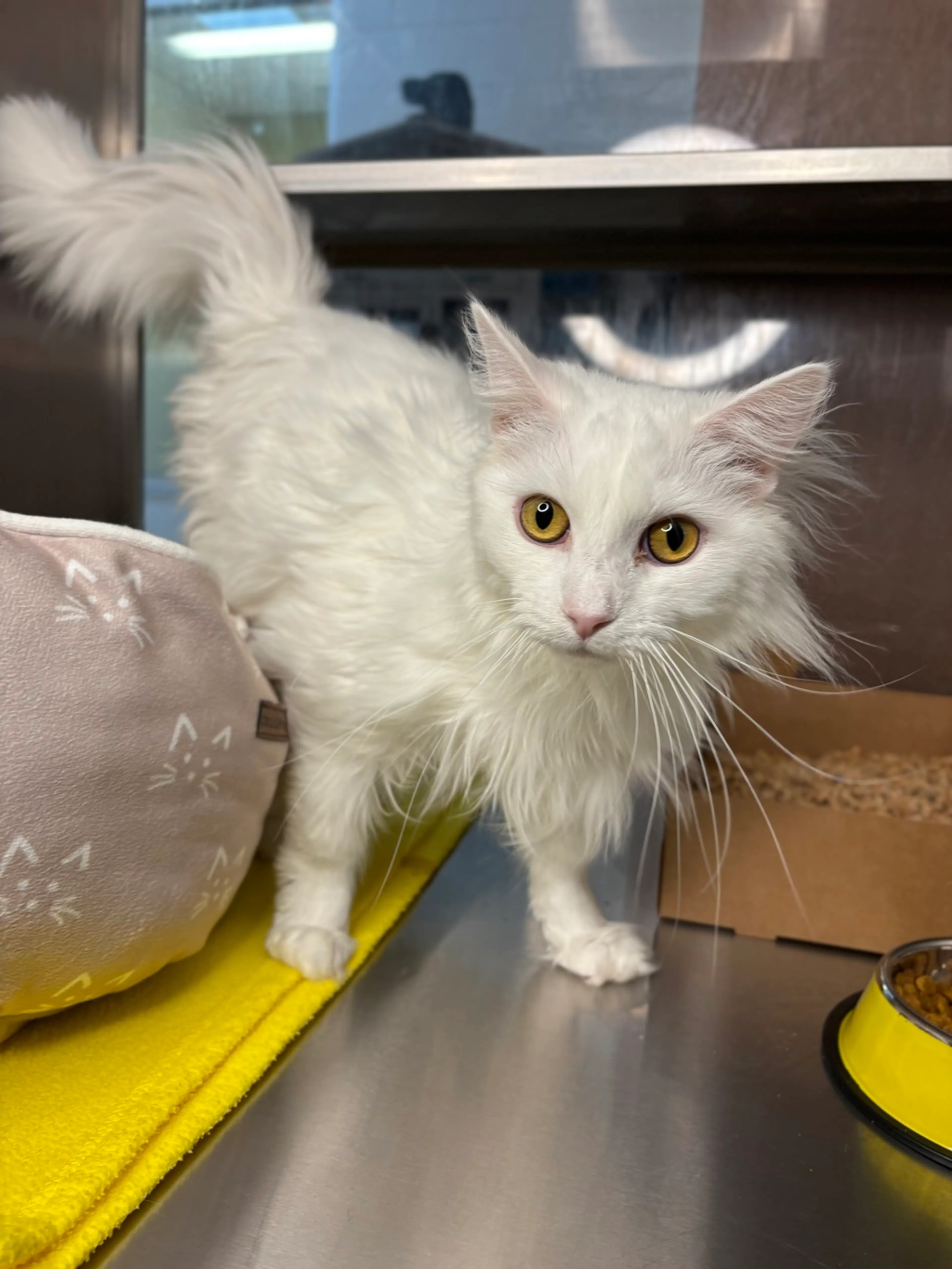 Found pet-1
