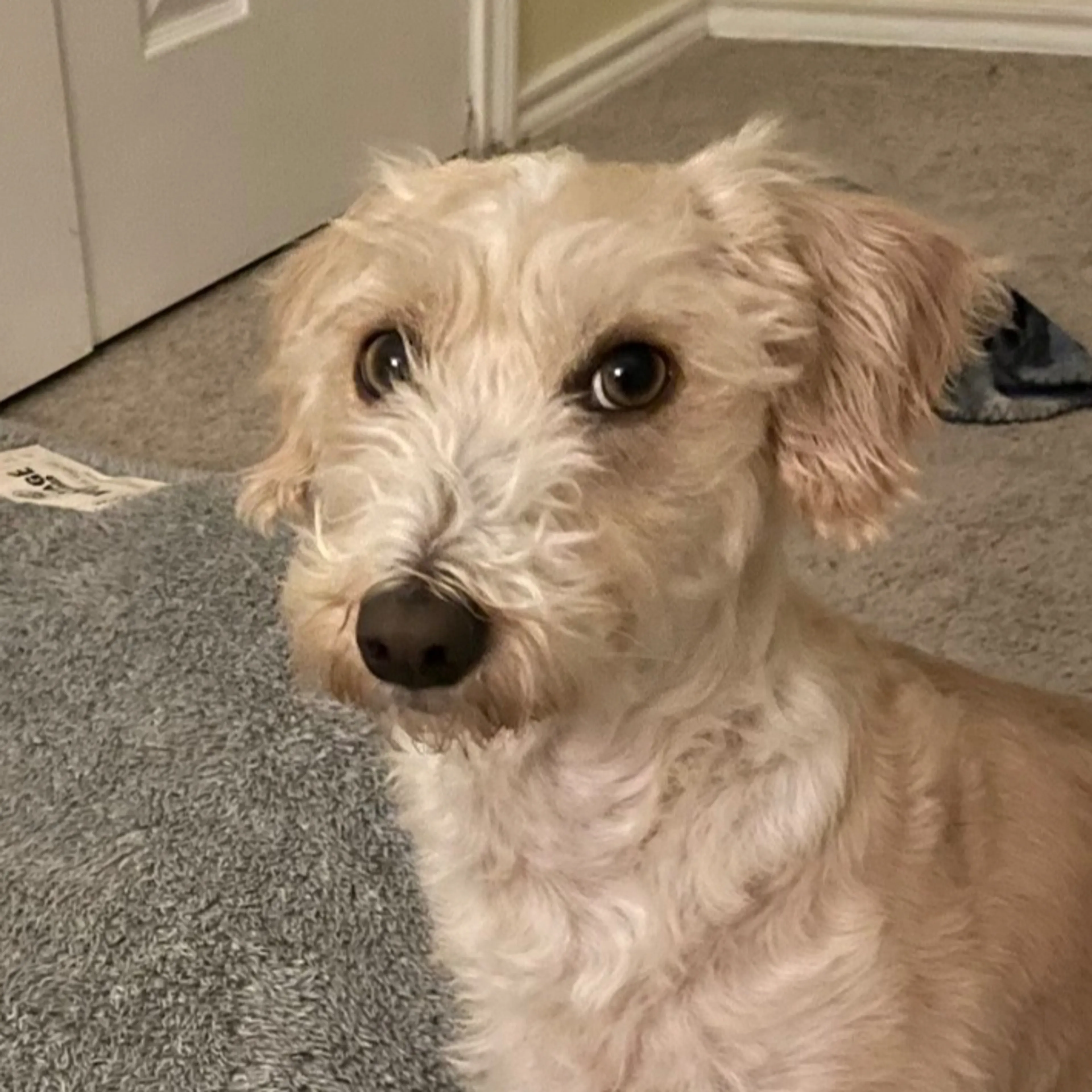 Lost pet-2