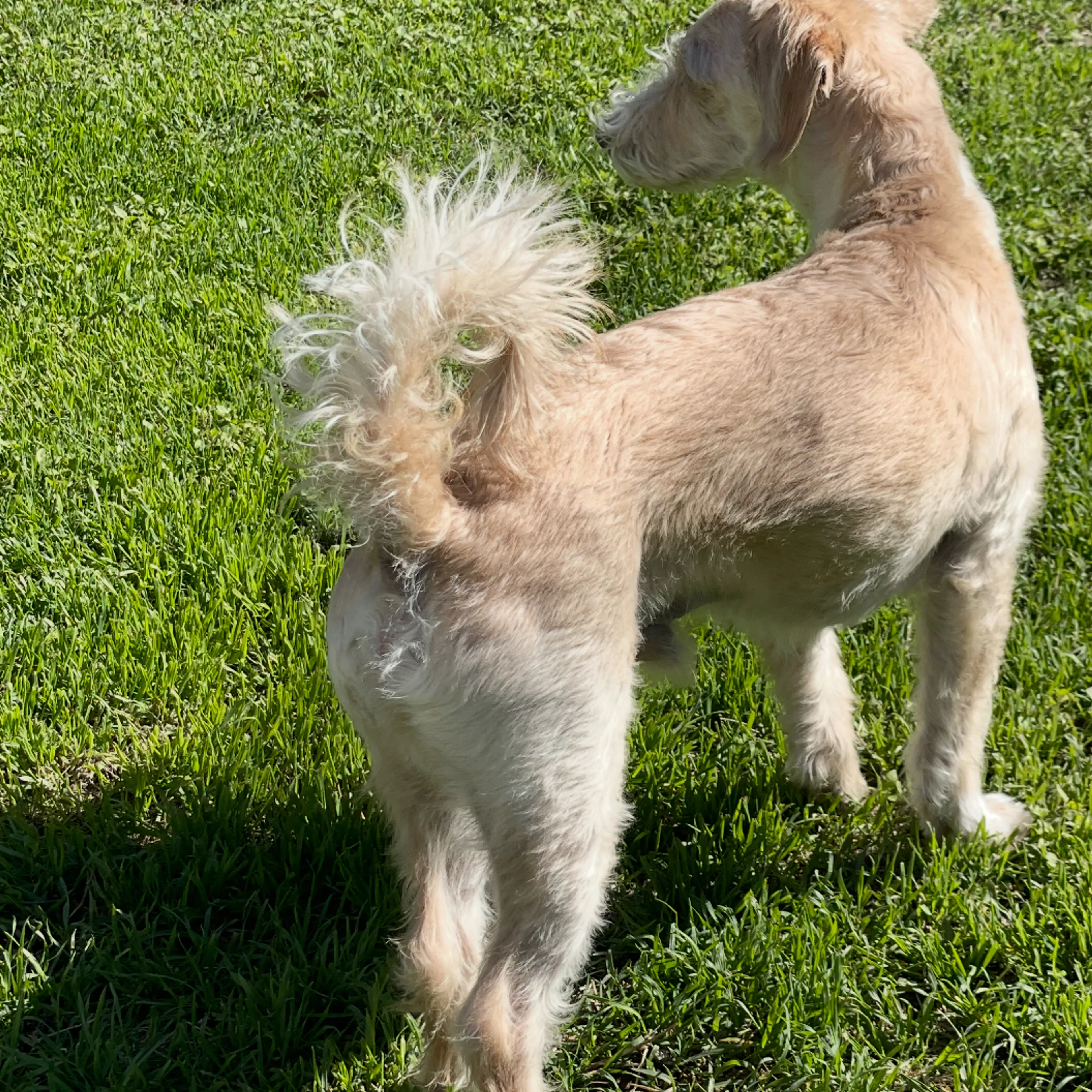 Lost pet-1