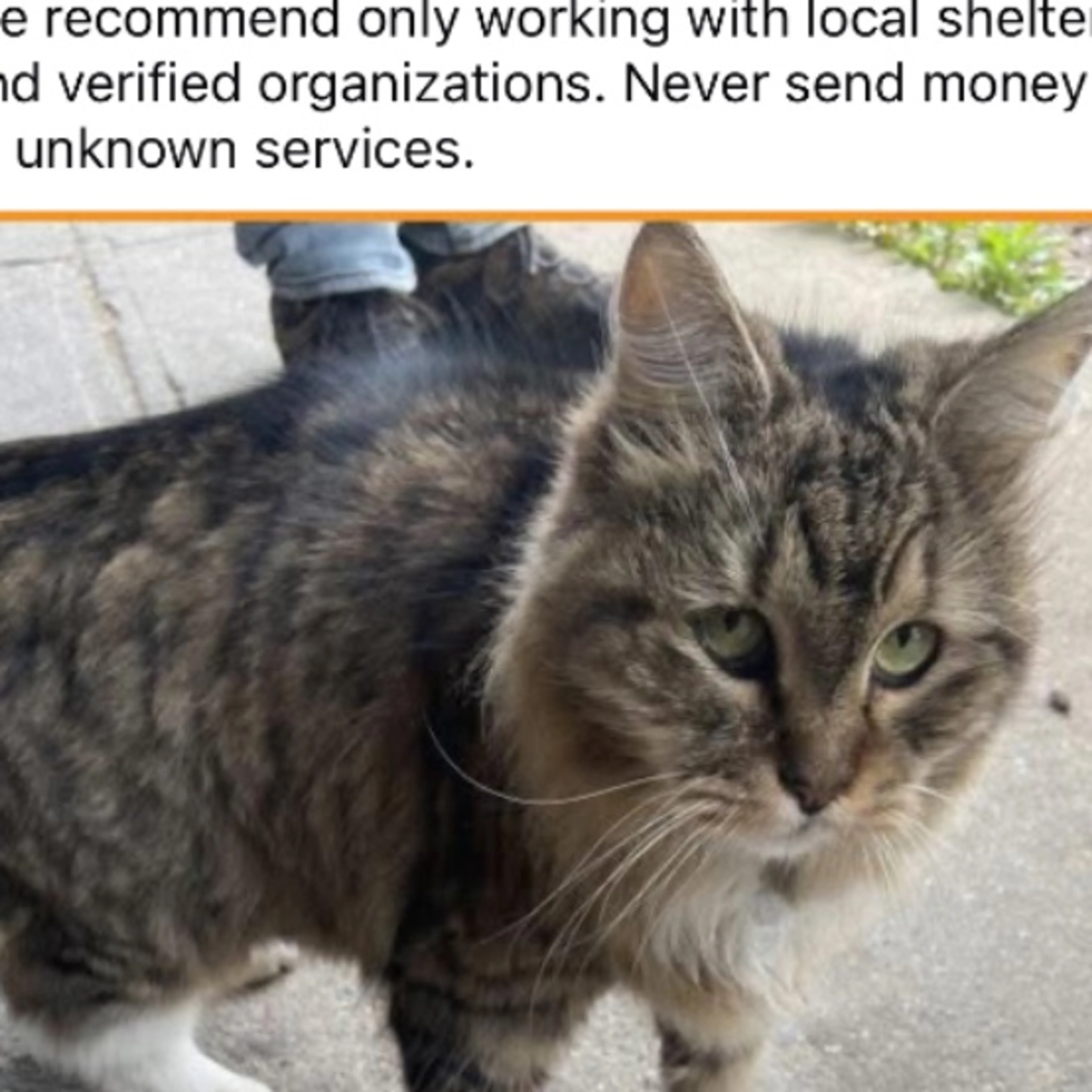 Found pet