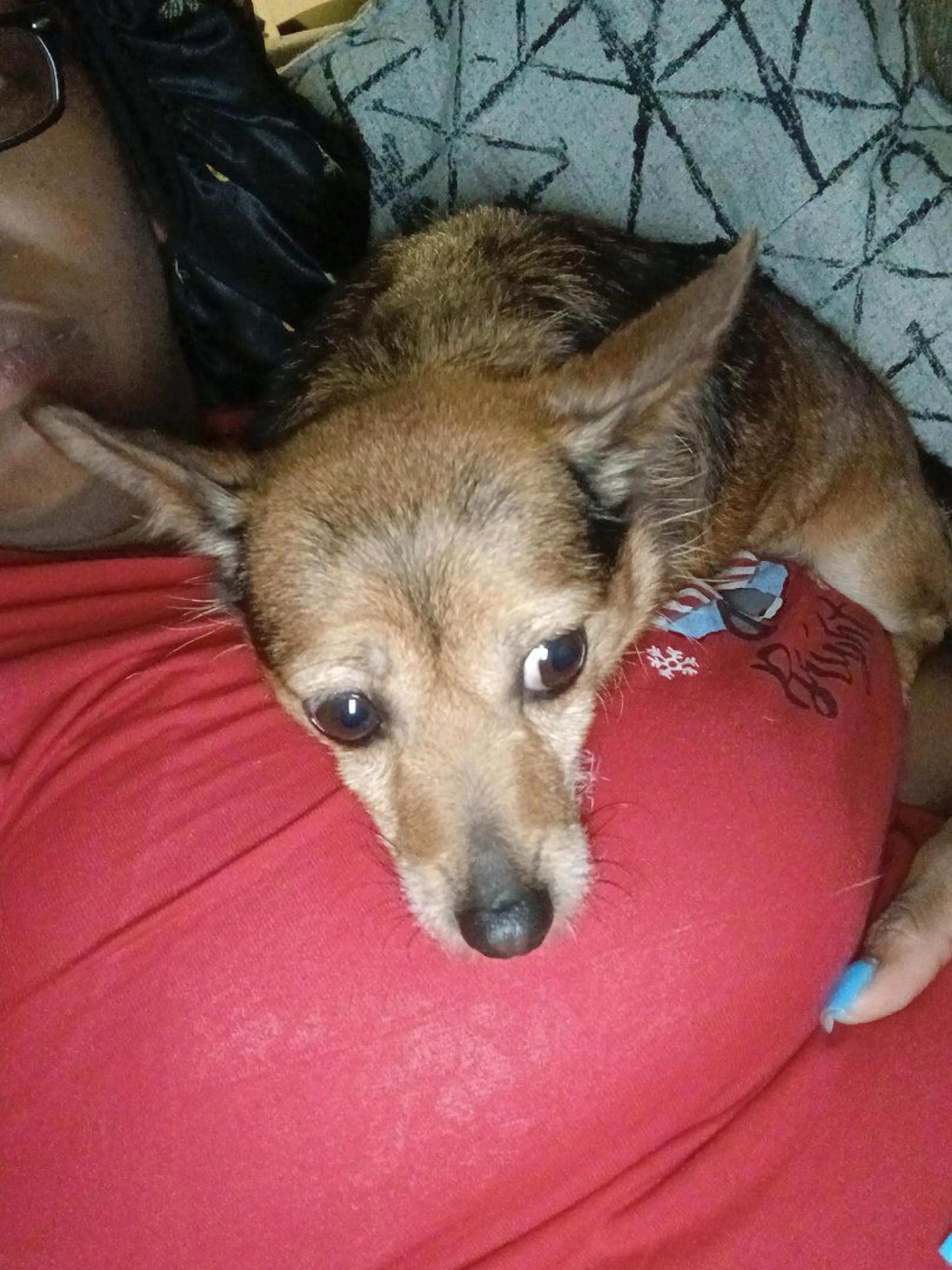 Lost pet-1