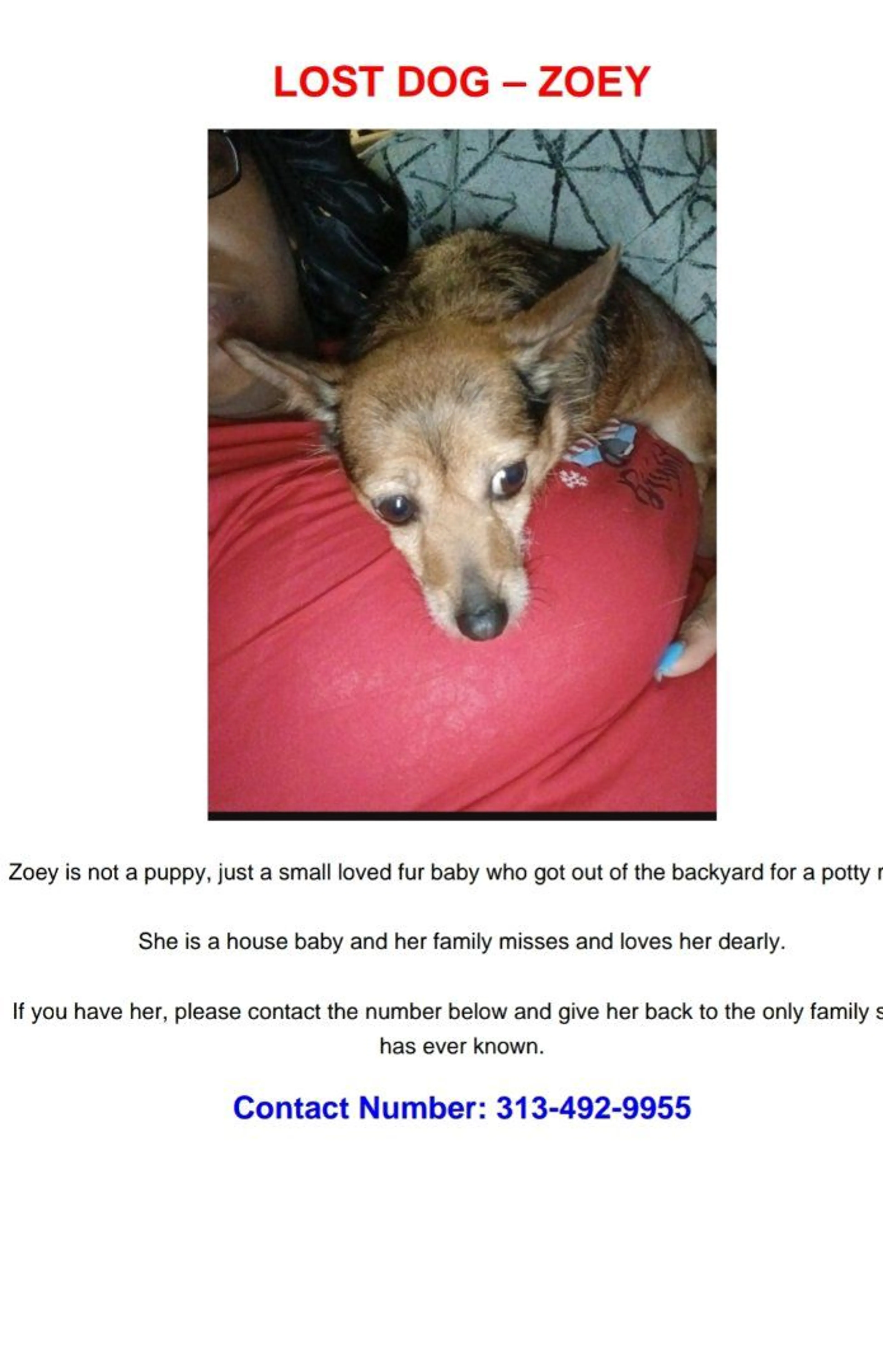 Lost pet-0