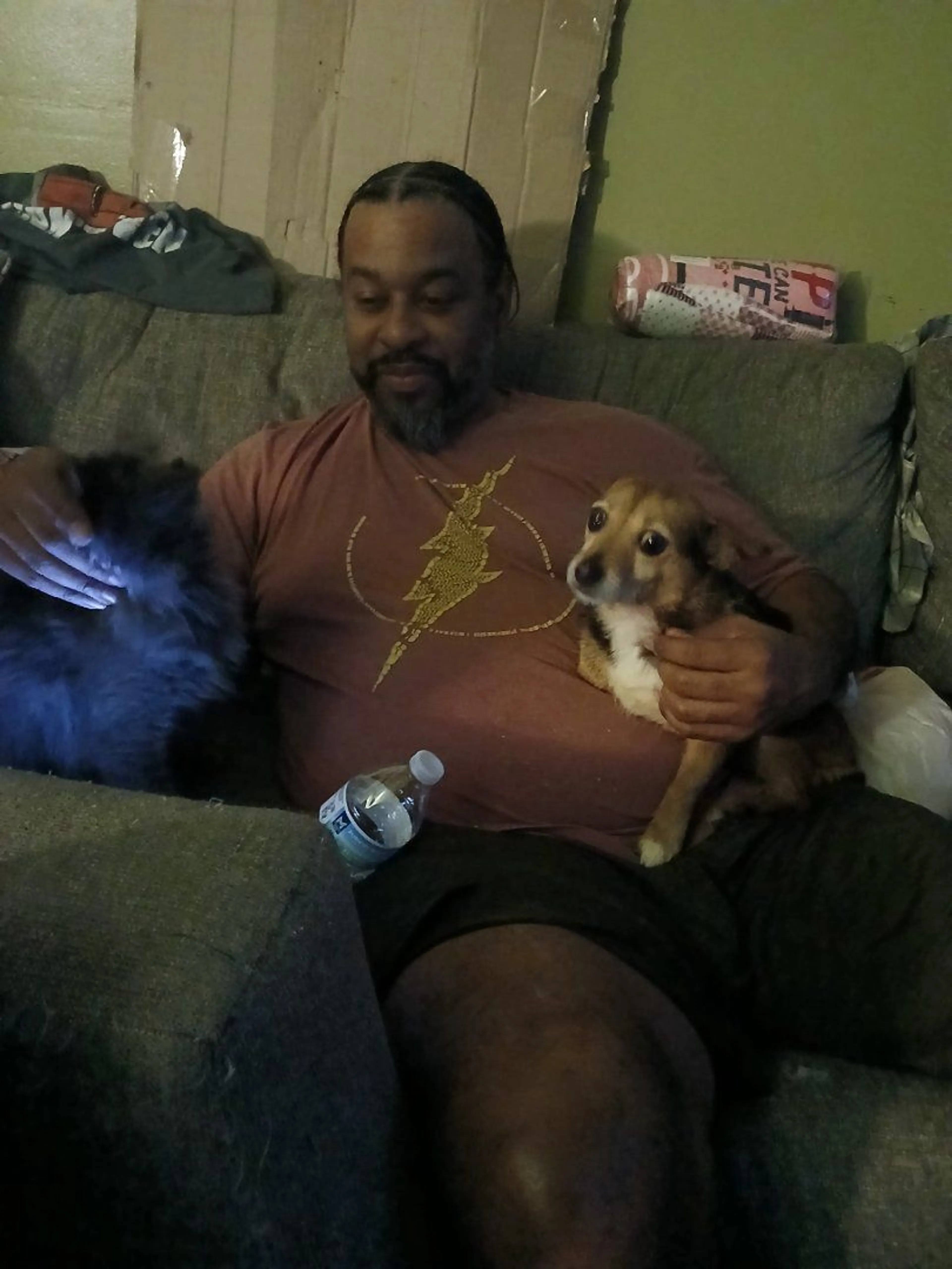 Lost pet-2