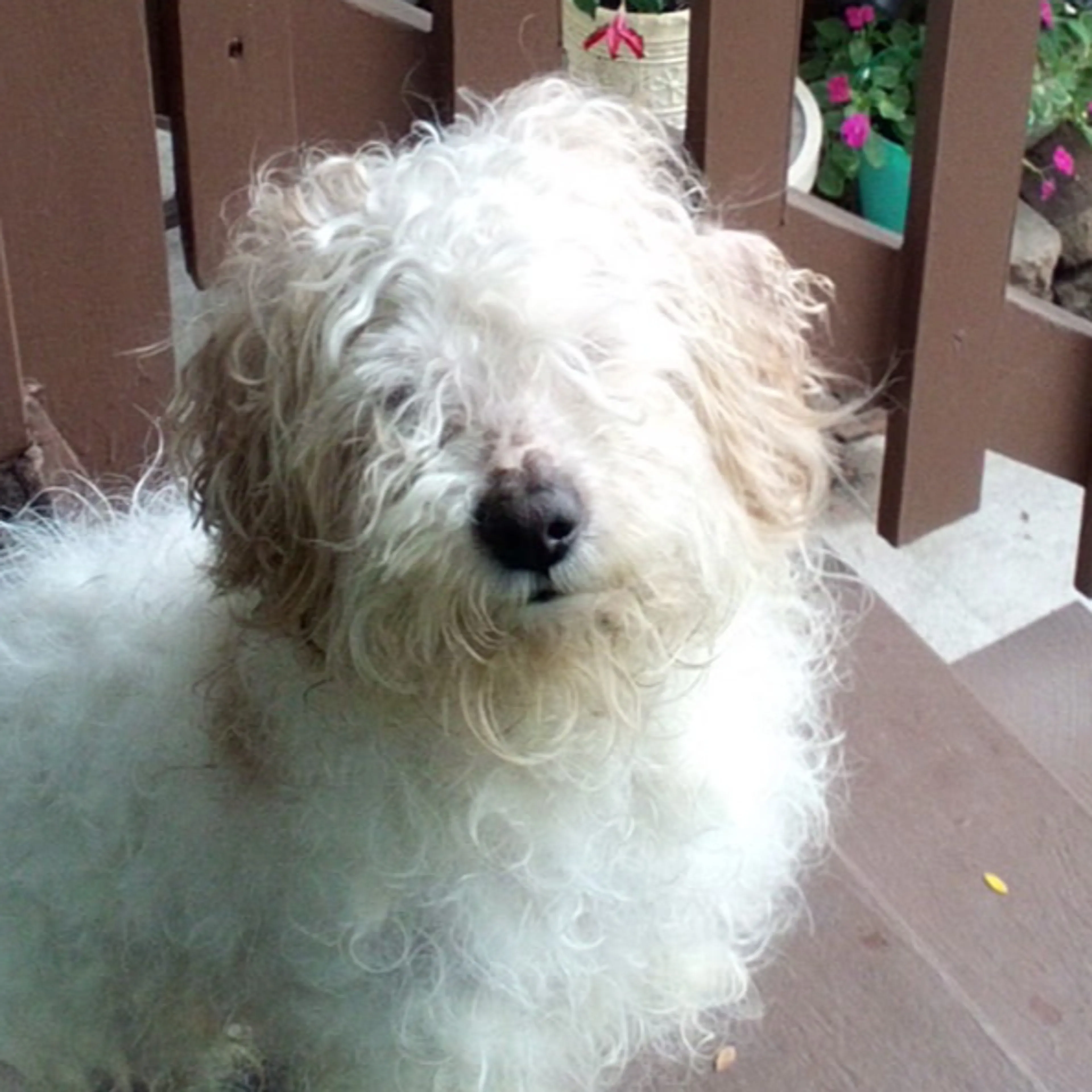 Lost pet-1