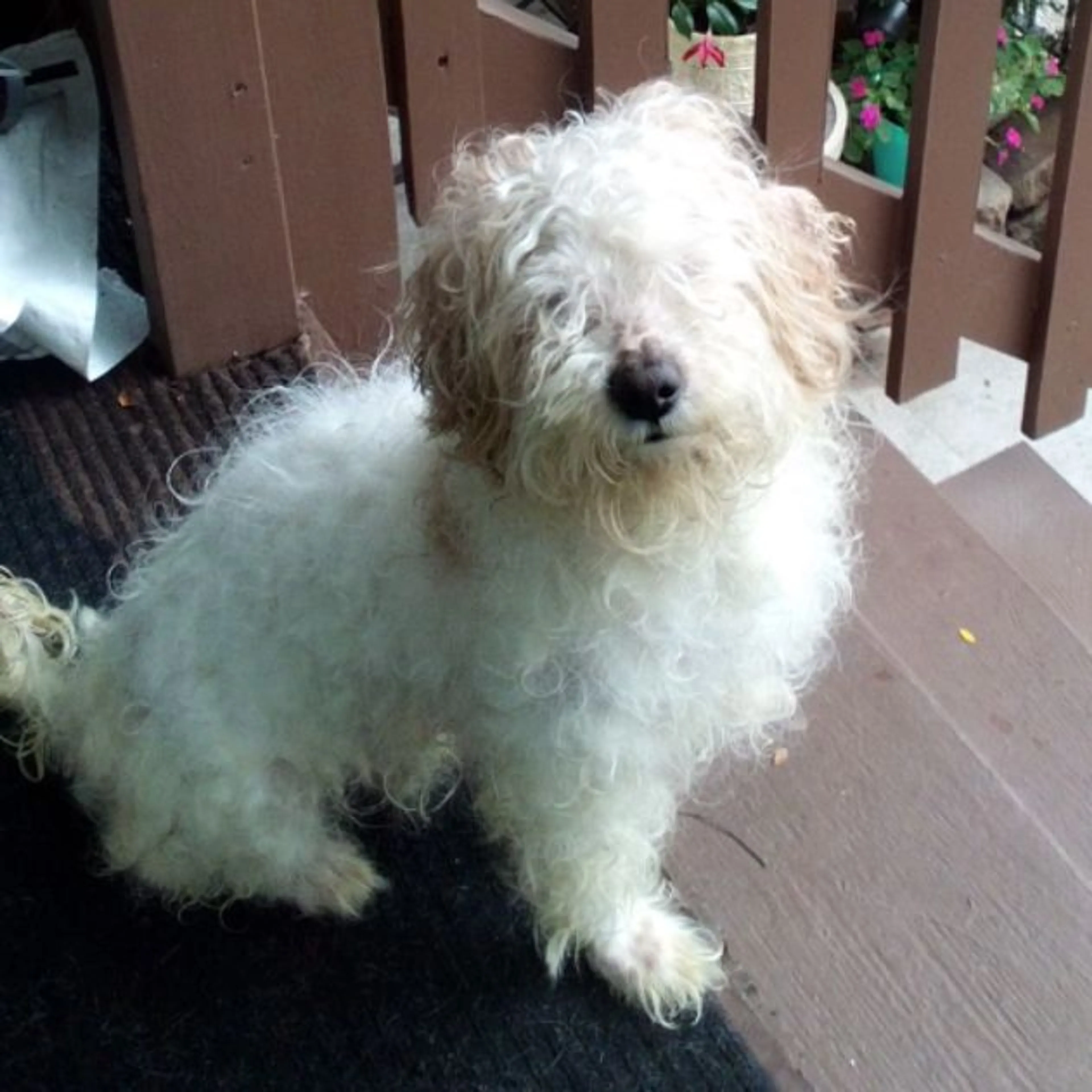 Lost pet-0