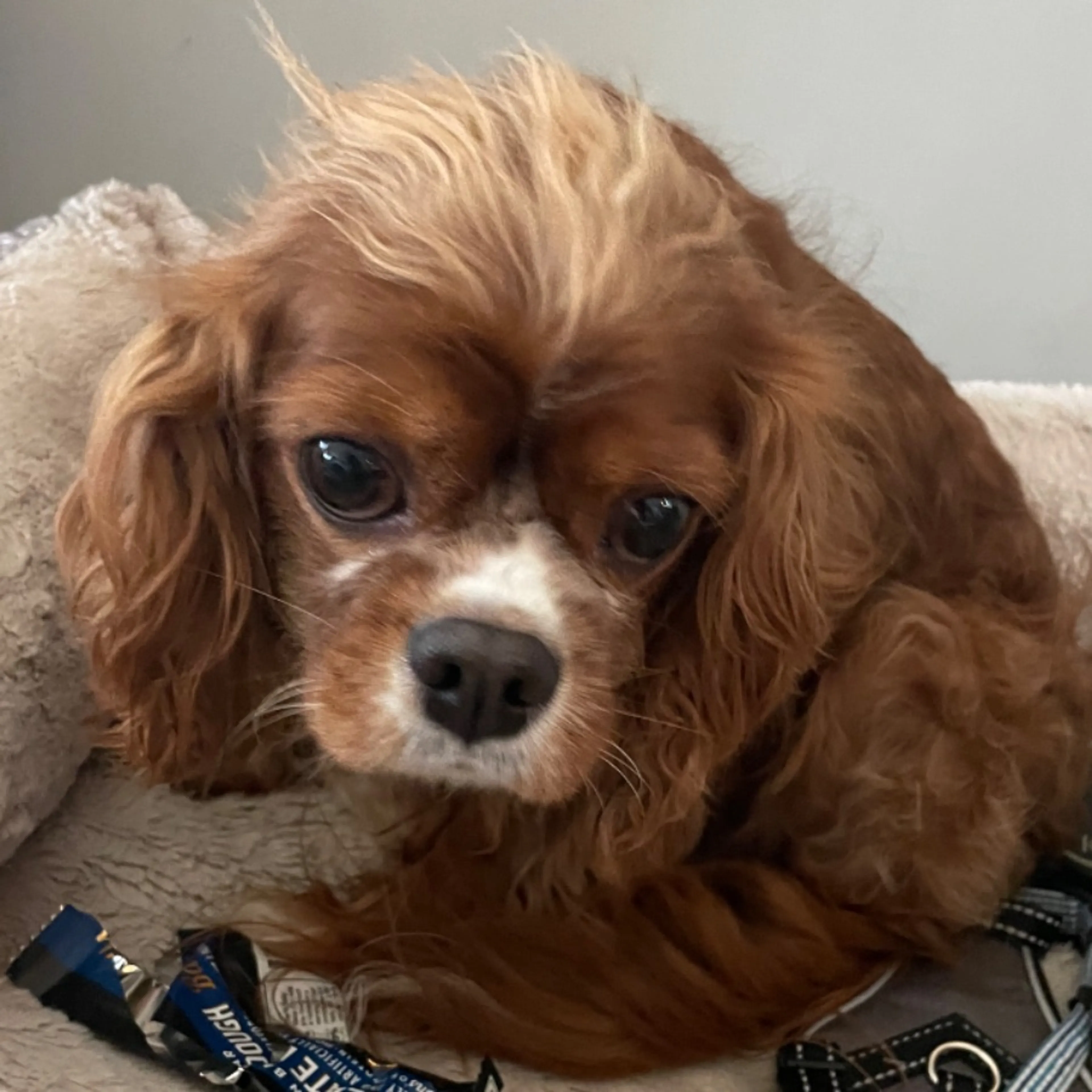 Lost pet