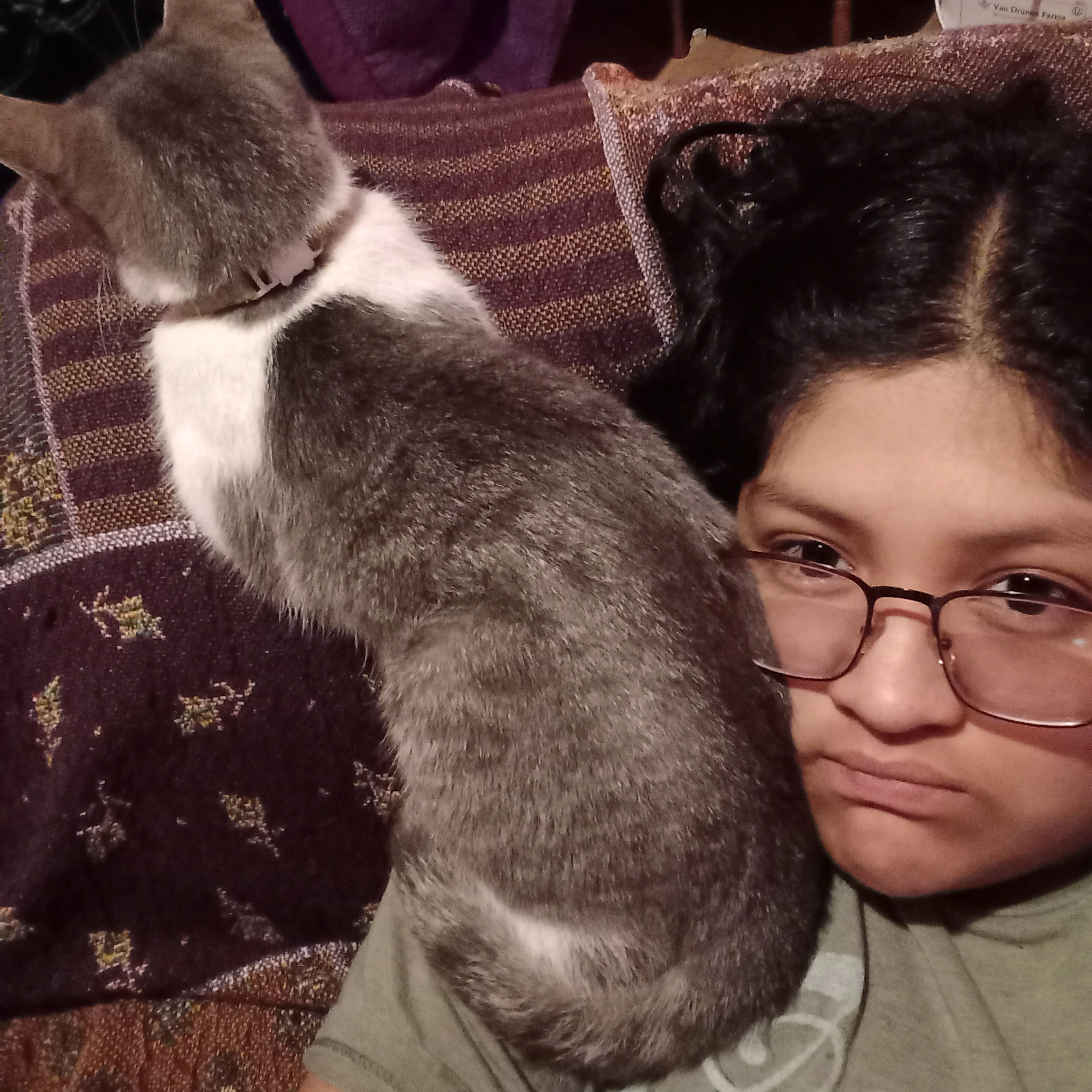 Lost pet-2