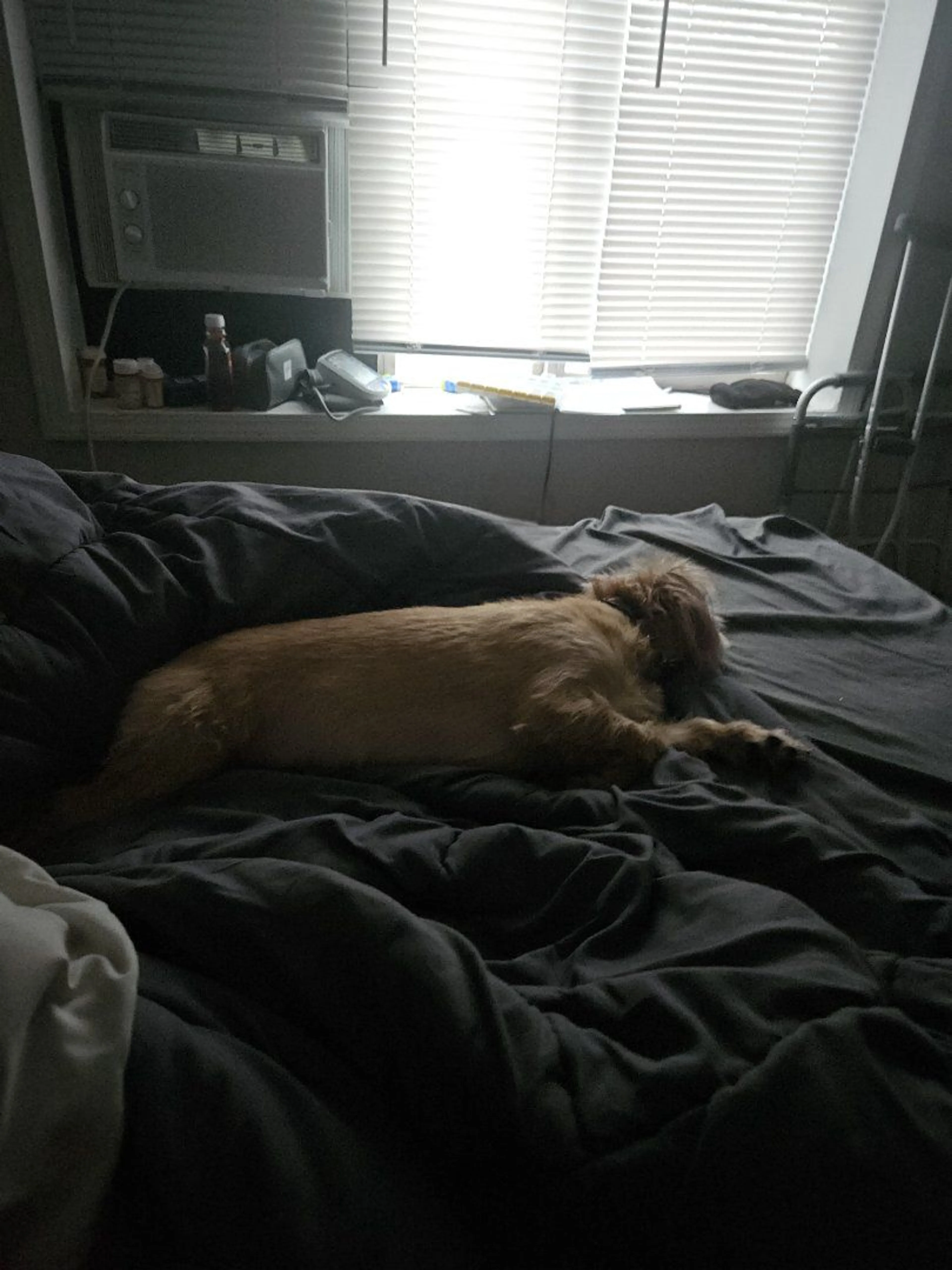 Lost pet-1