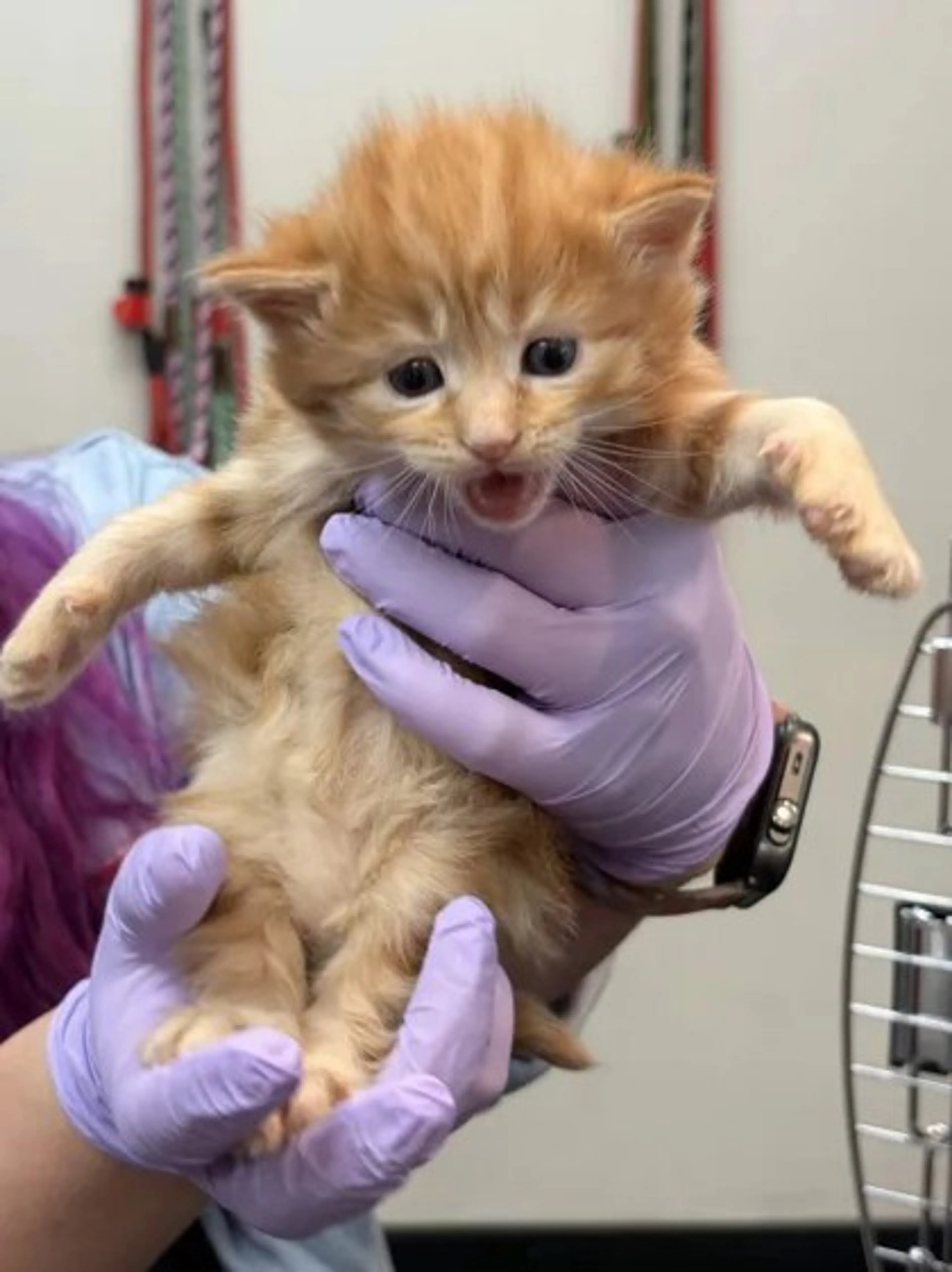 Found pet-1