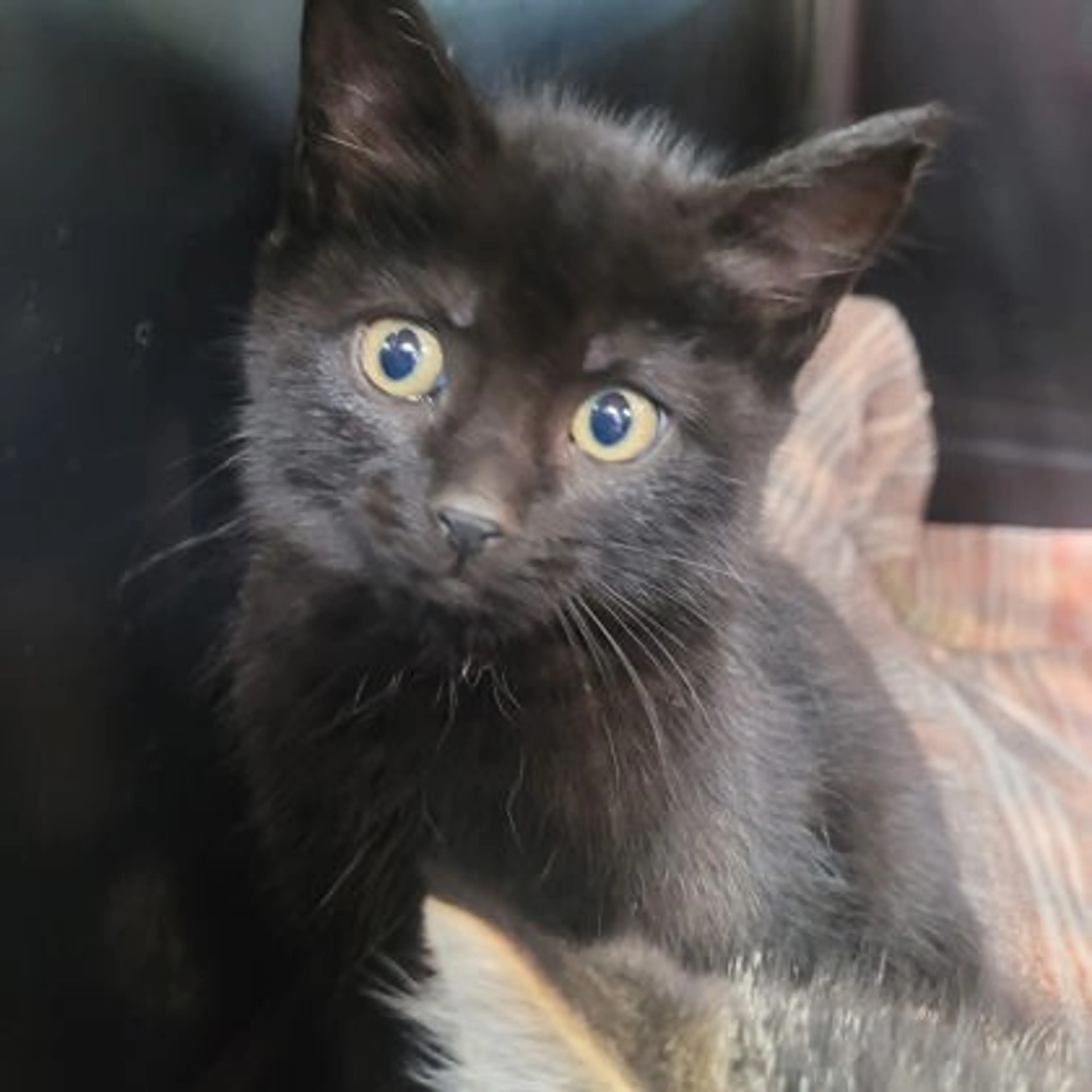 Found pet
