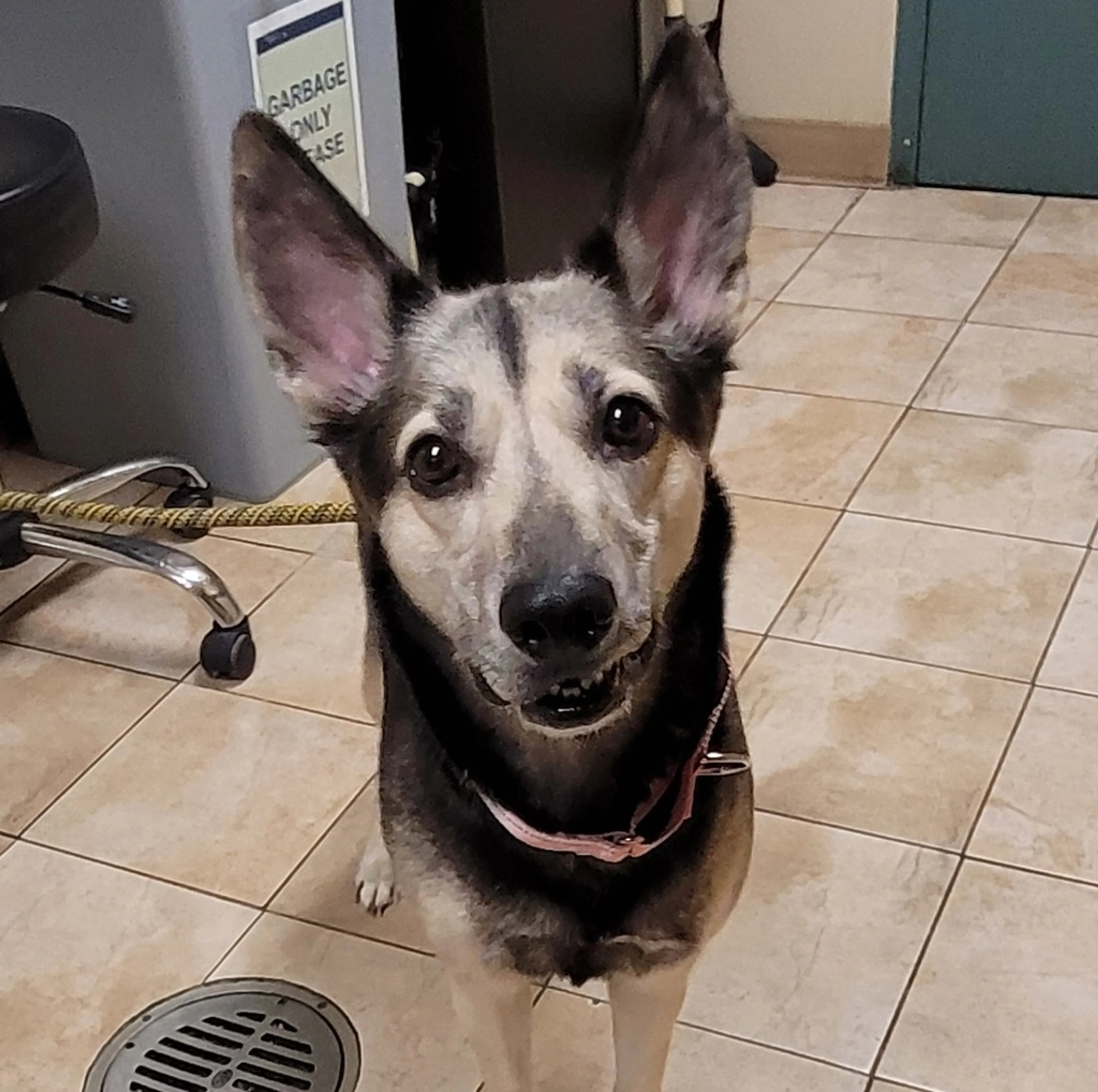 Found pet
