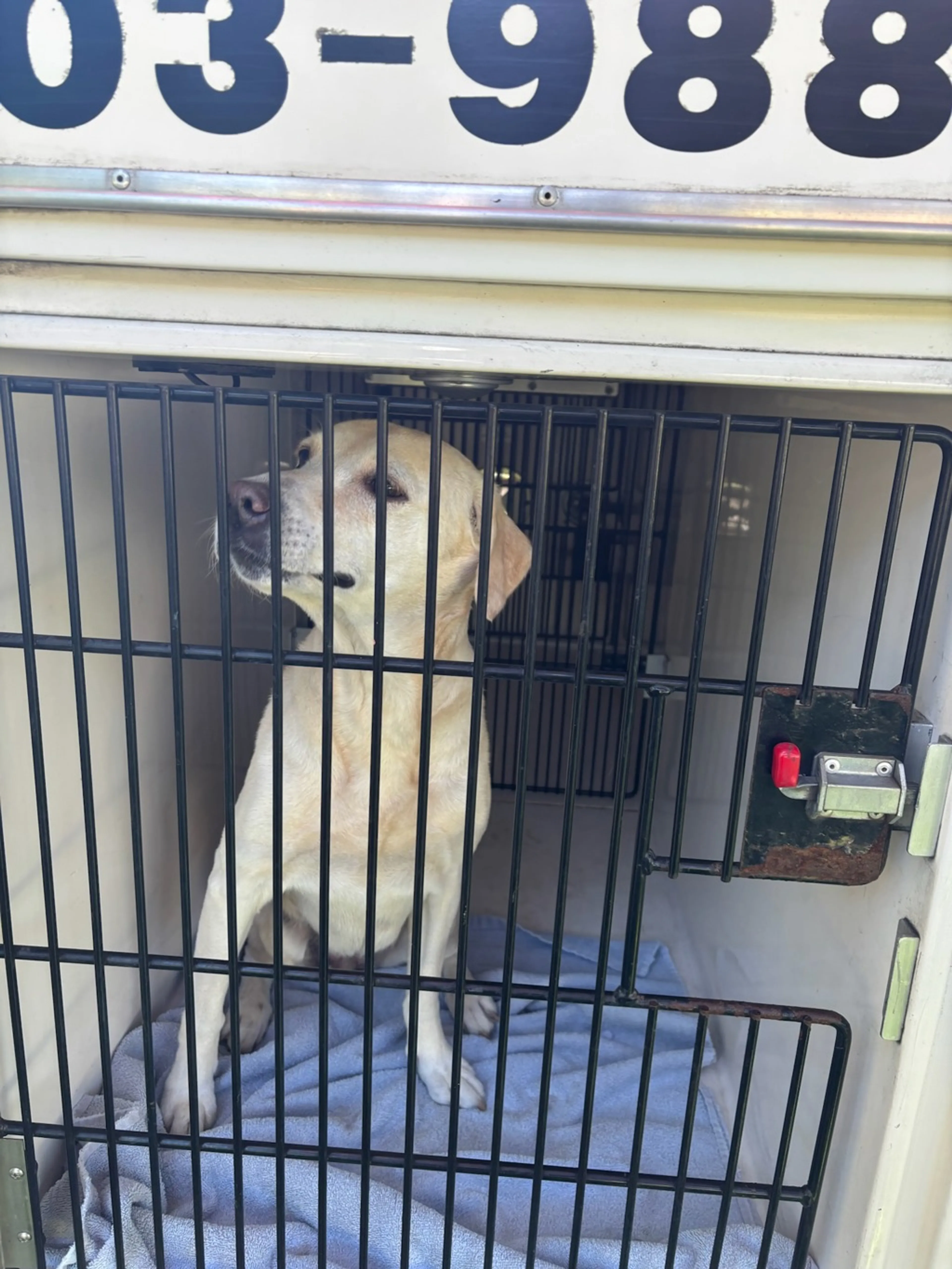 Found pet-1