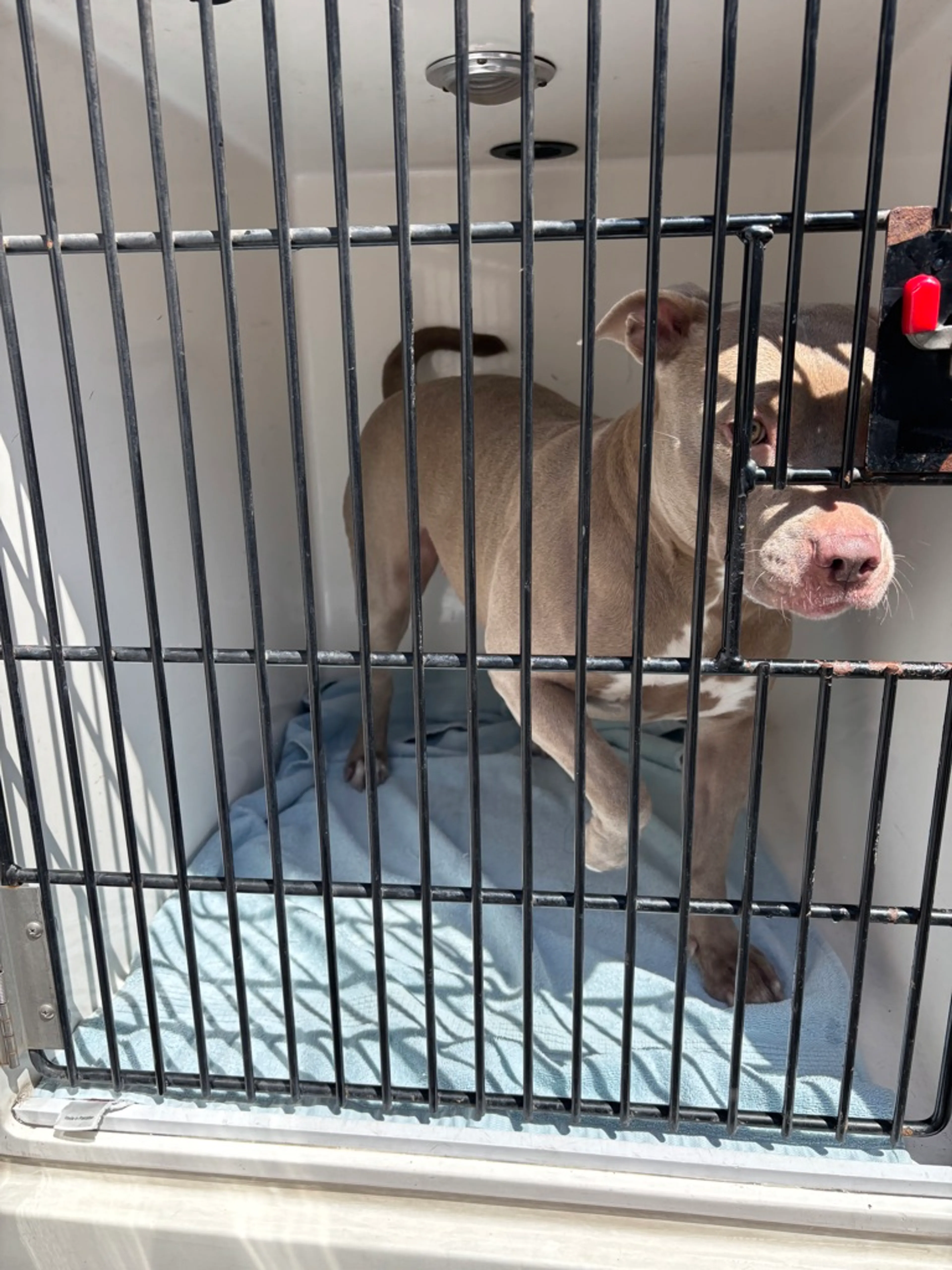 Found pet-1