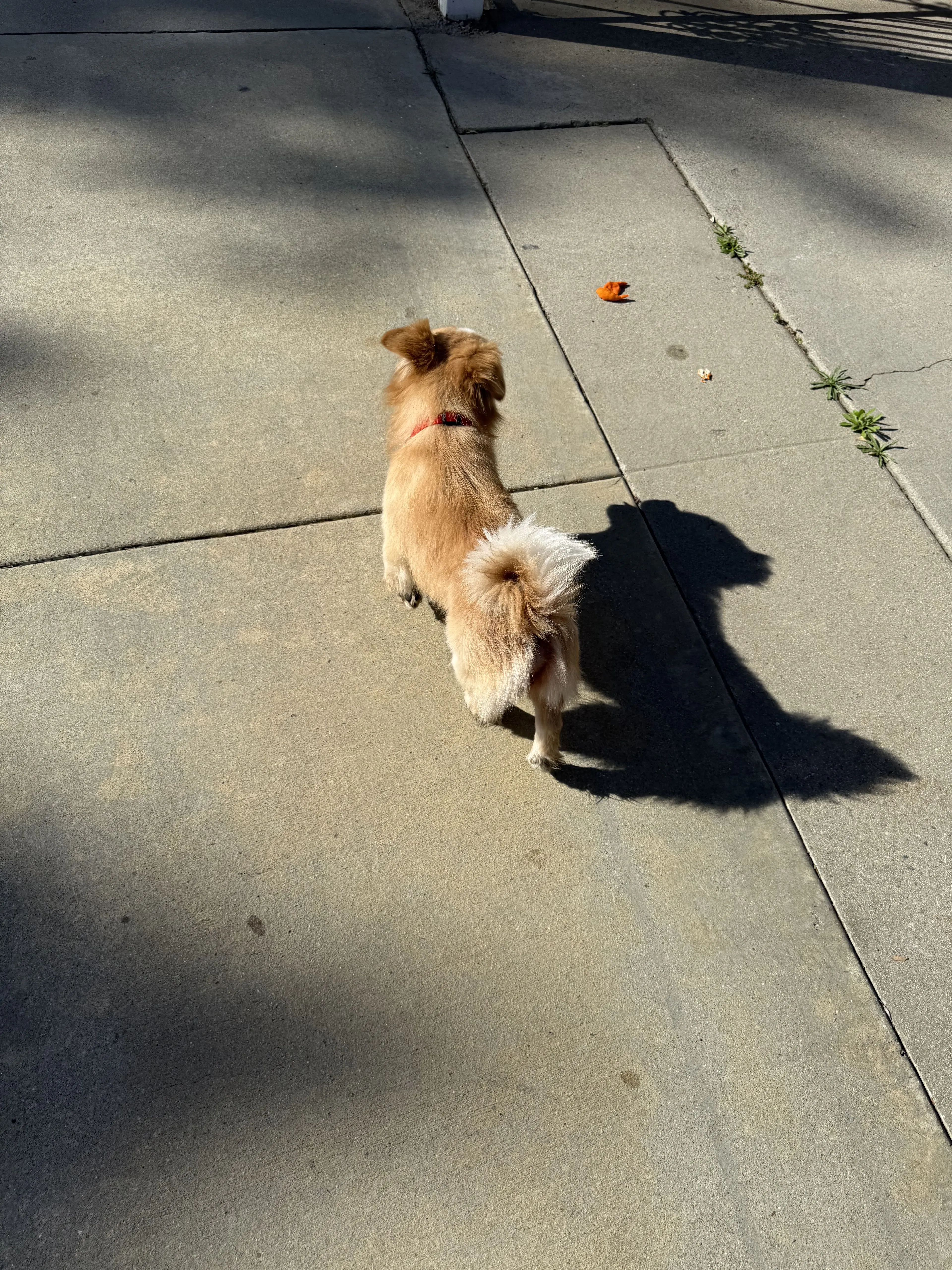 Lost pet-1