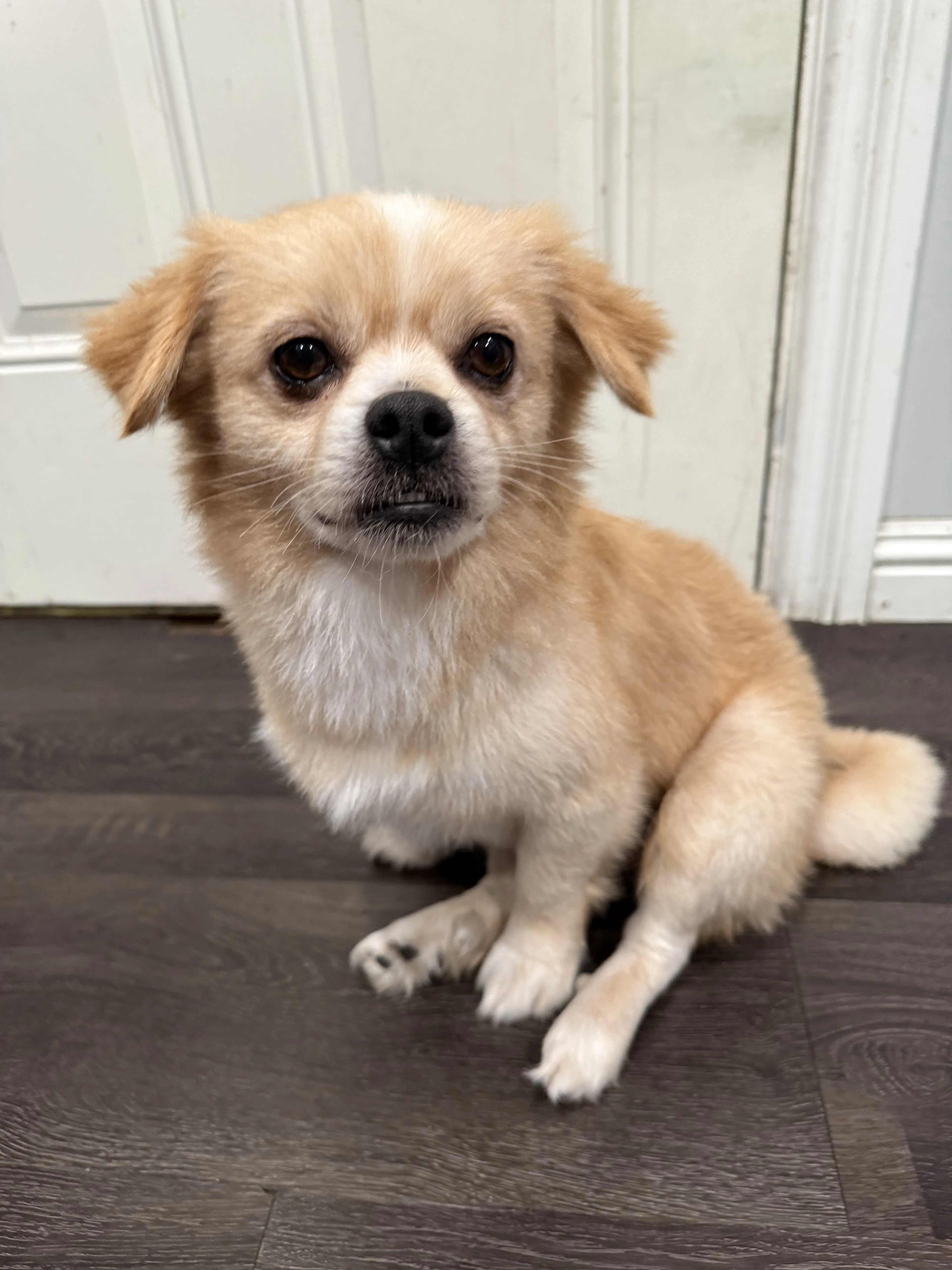 Lost pet-3