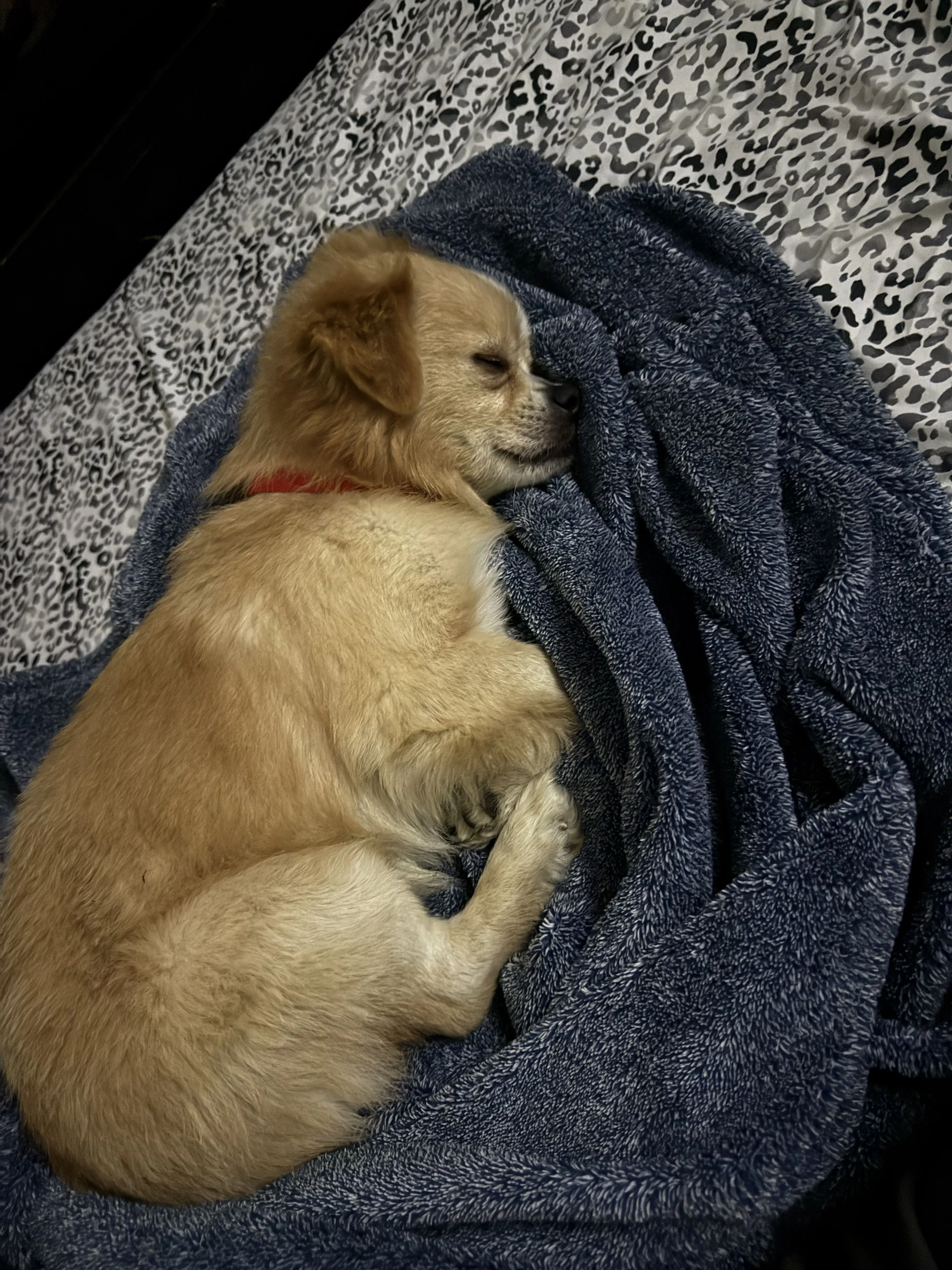 Lost pet-2