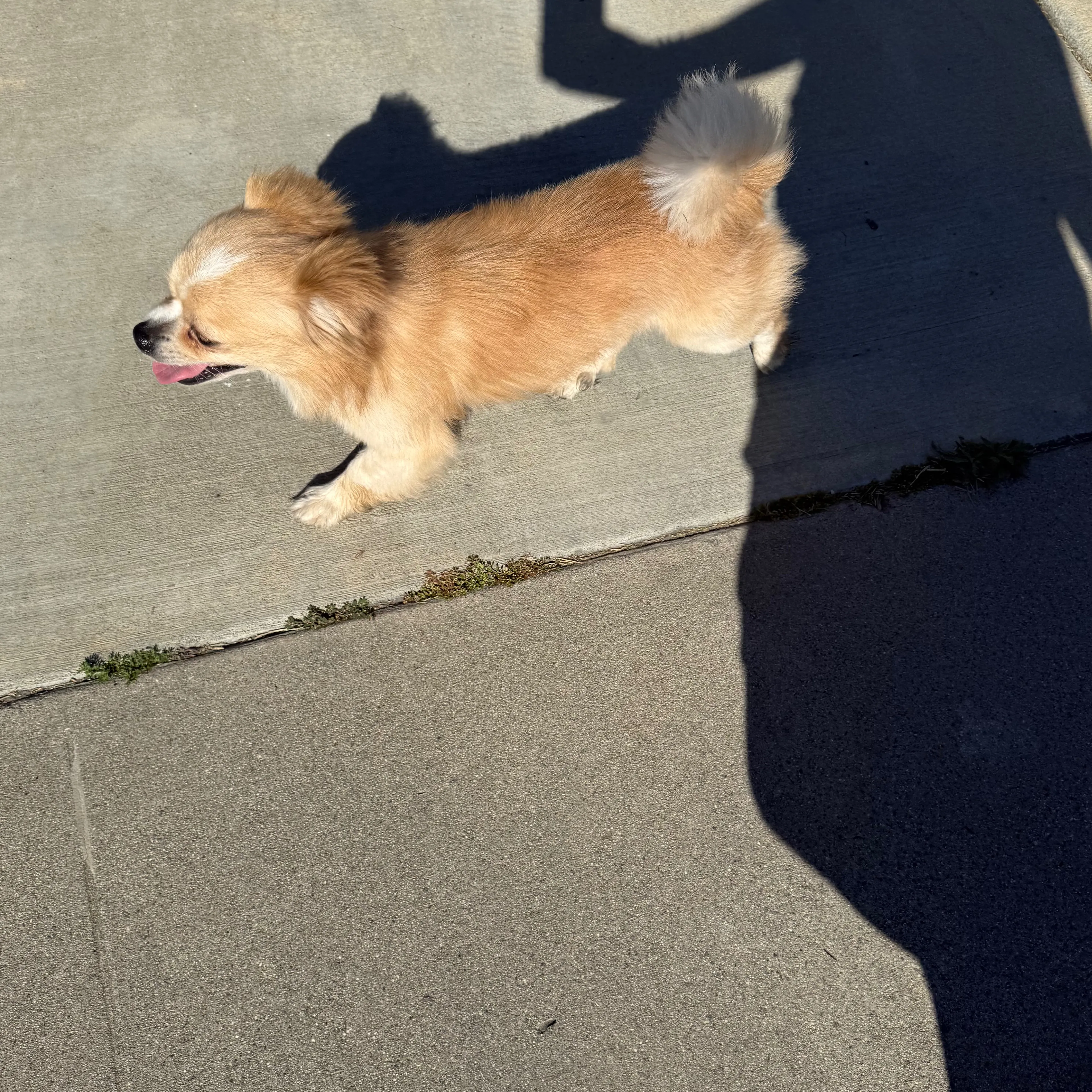 Lost pet-1