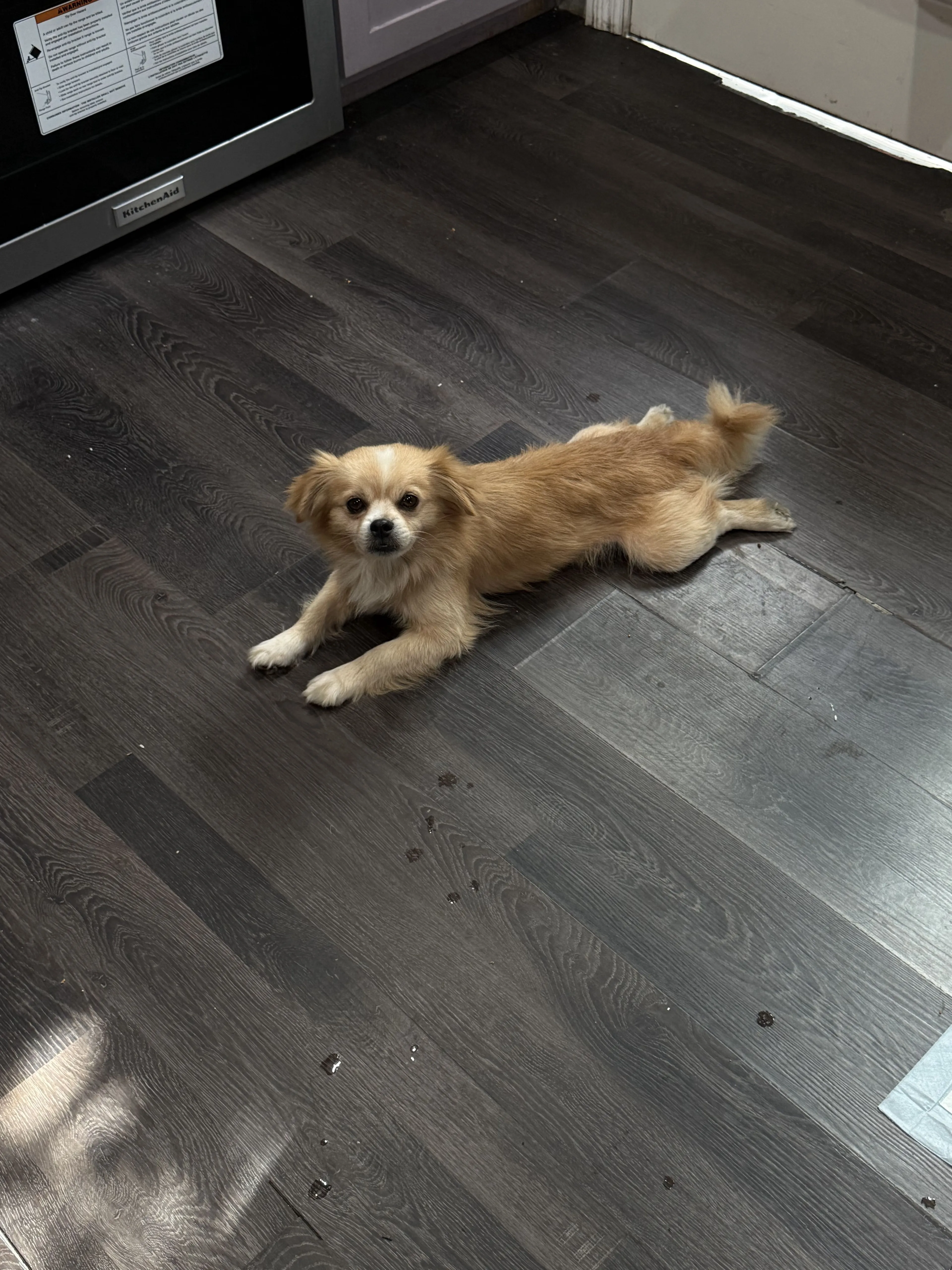 Lost pet-0