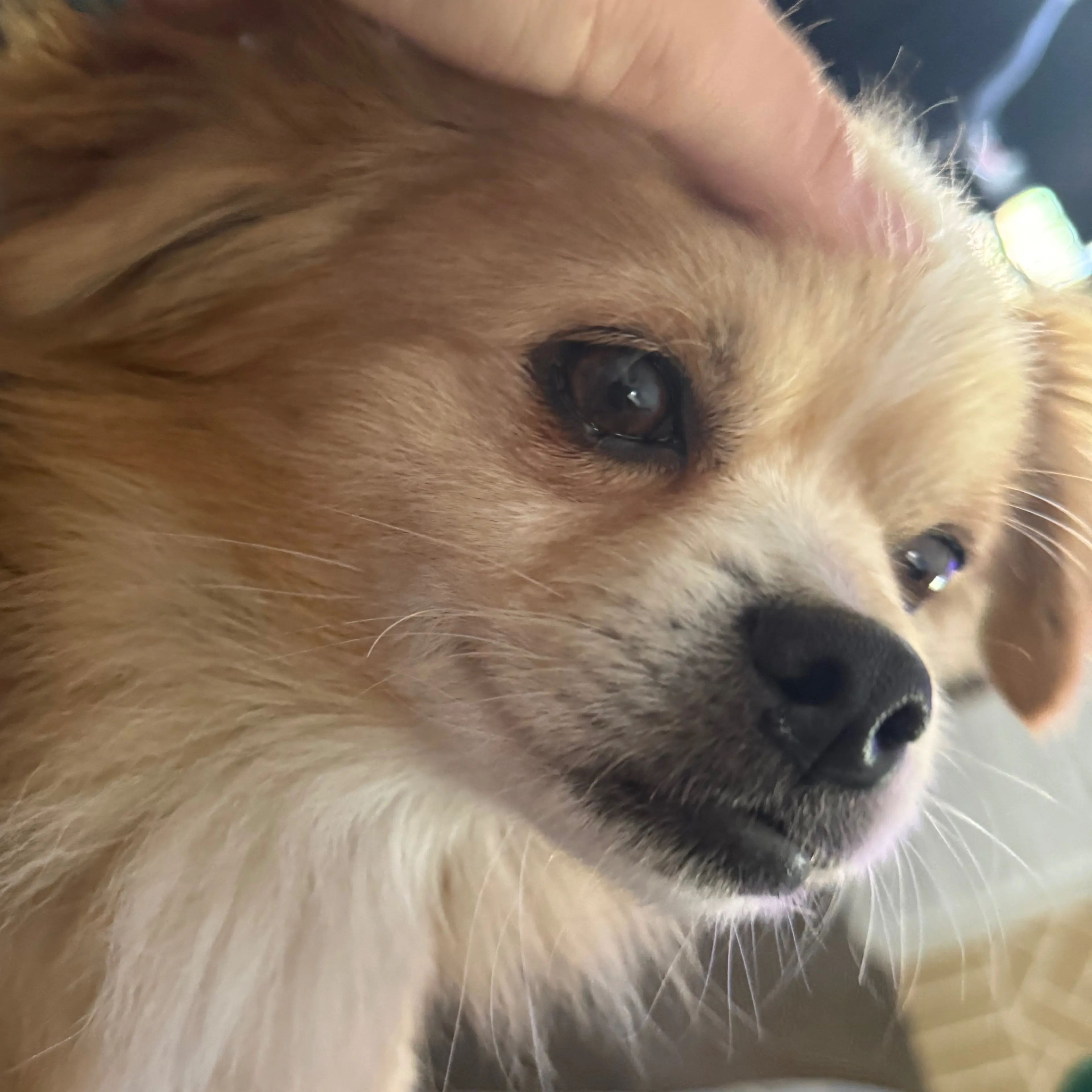 Lost pet-2