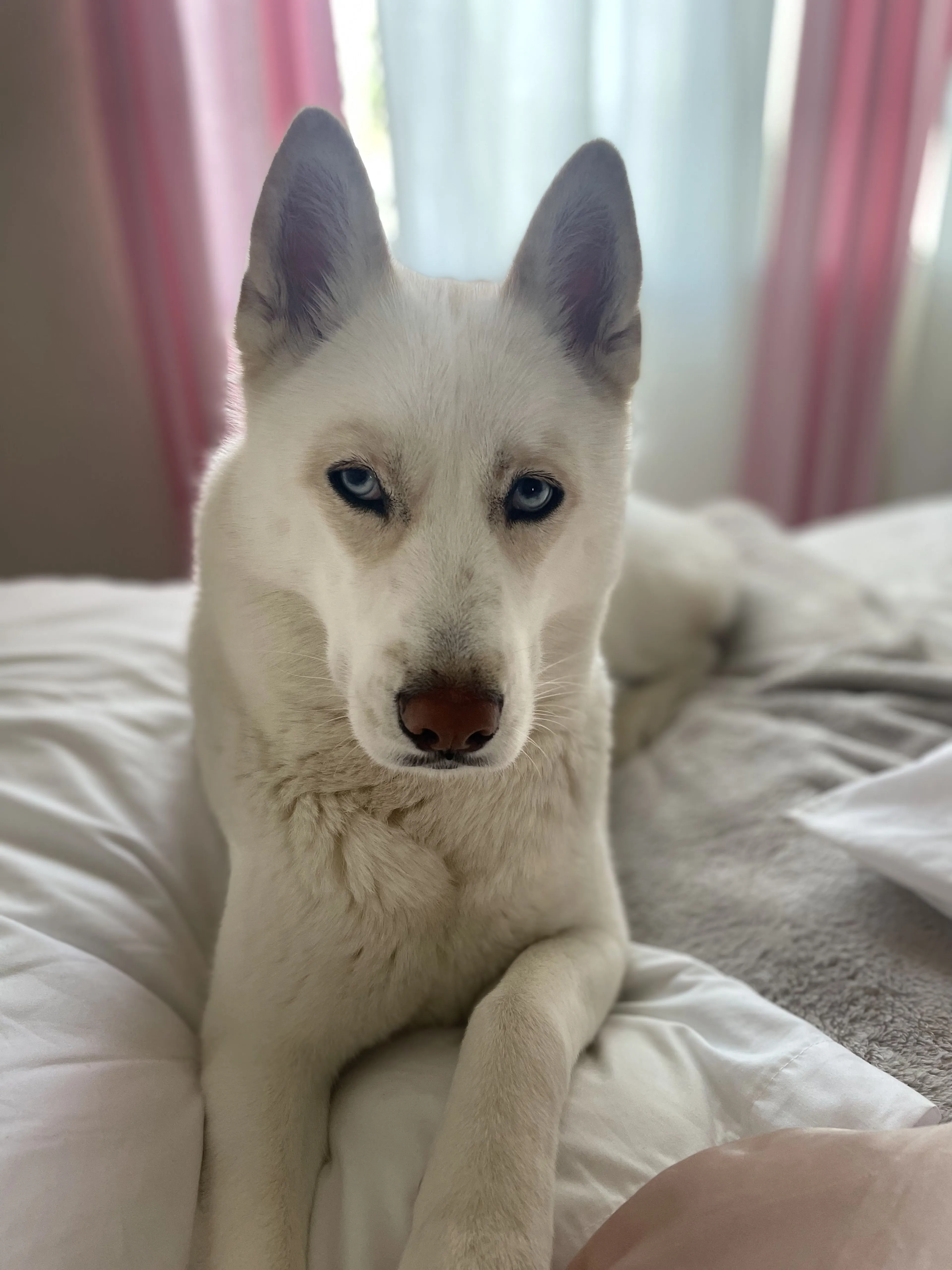 Lost pet