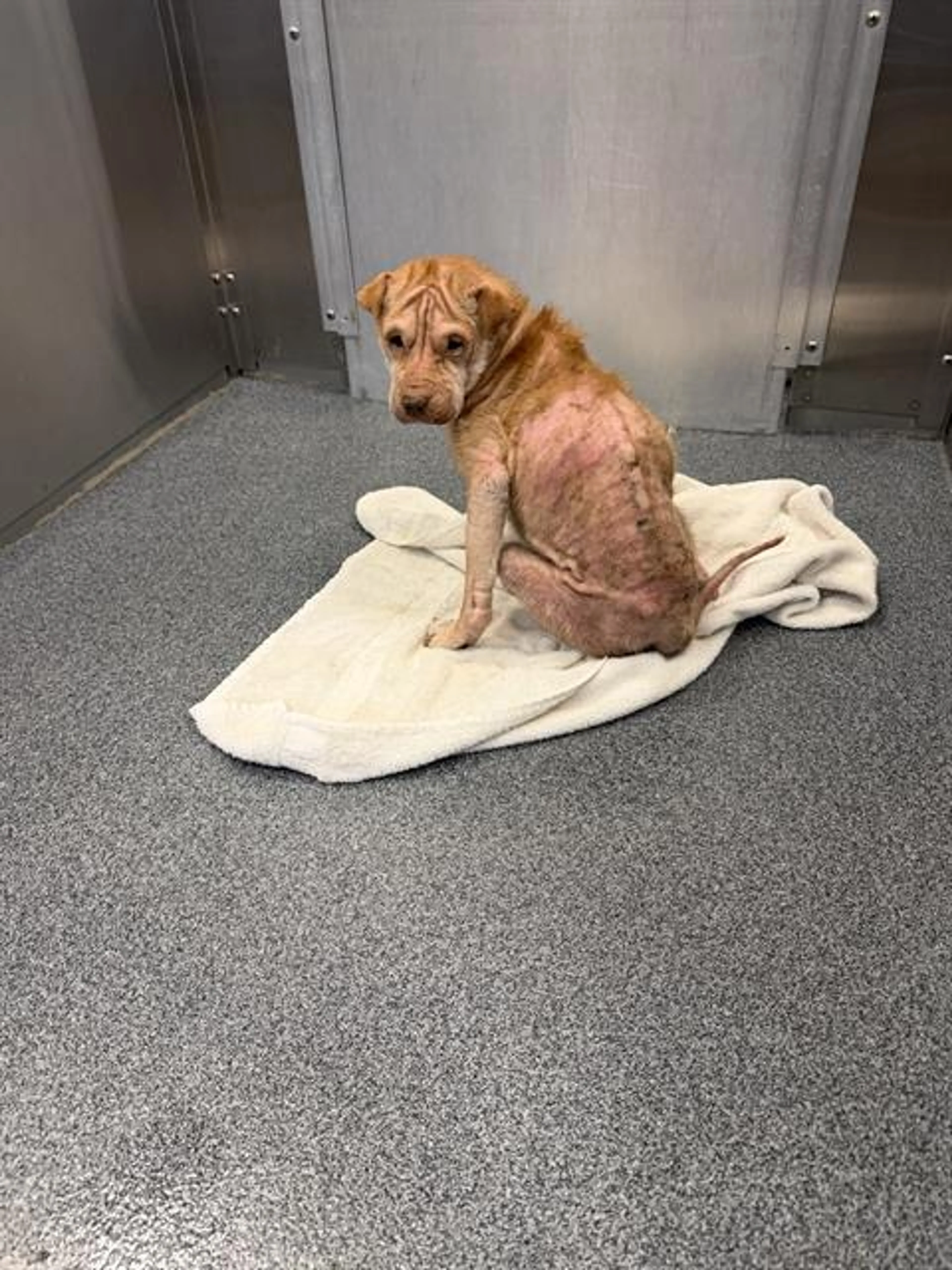 Found pet