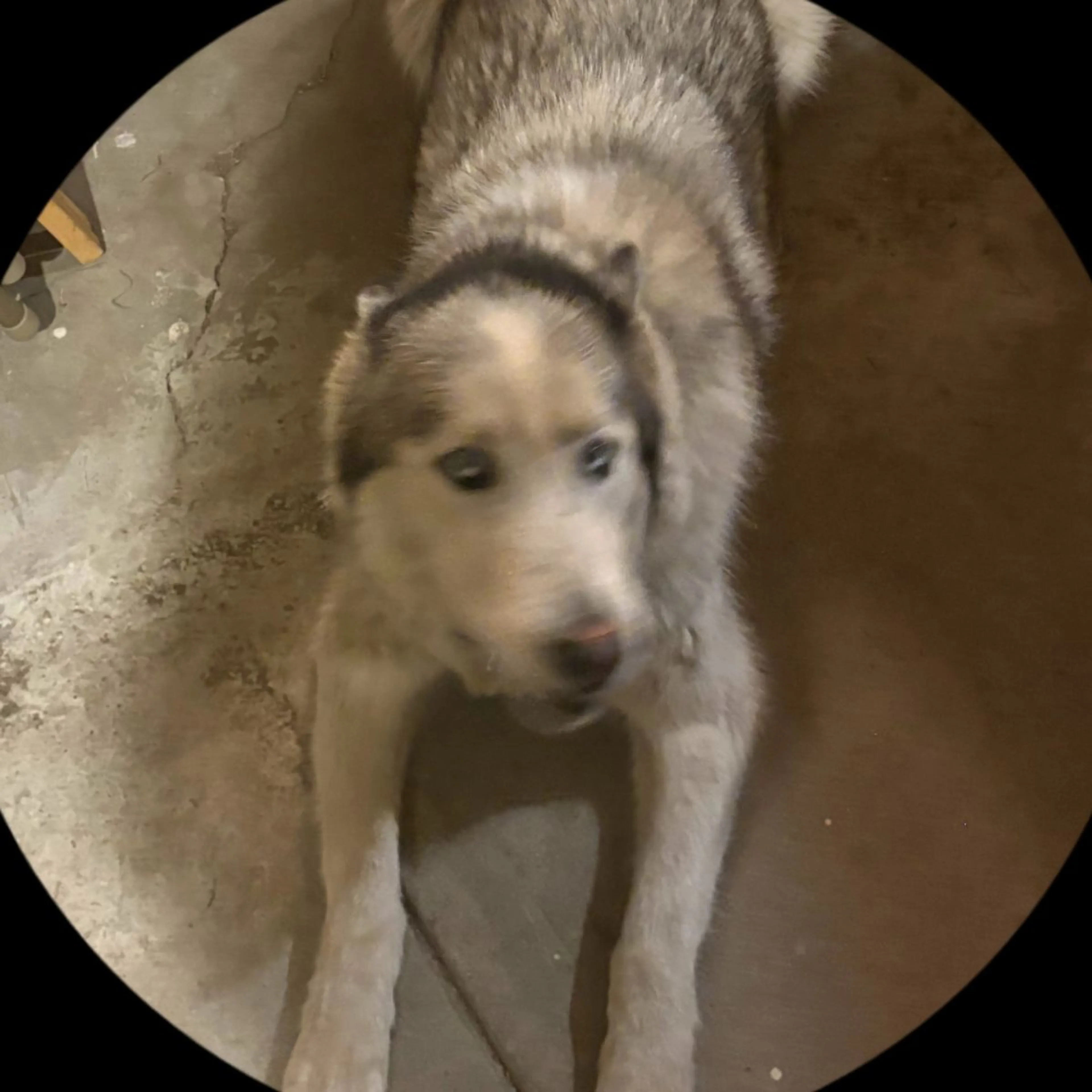Lost pet