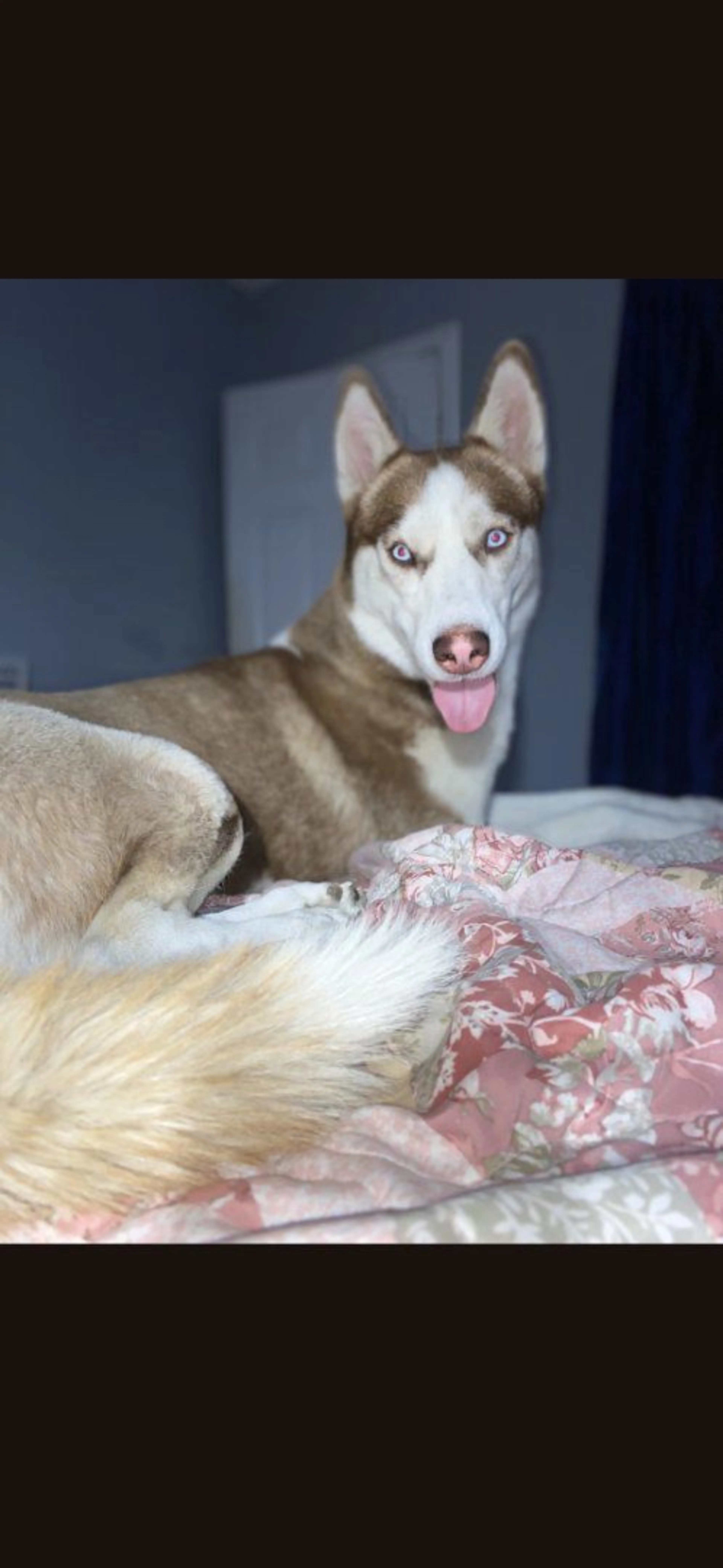Lost pet