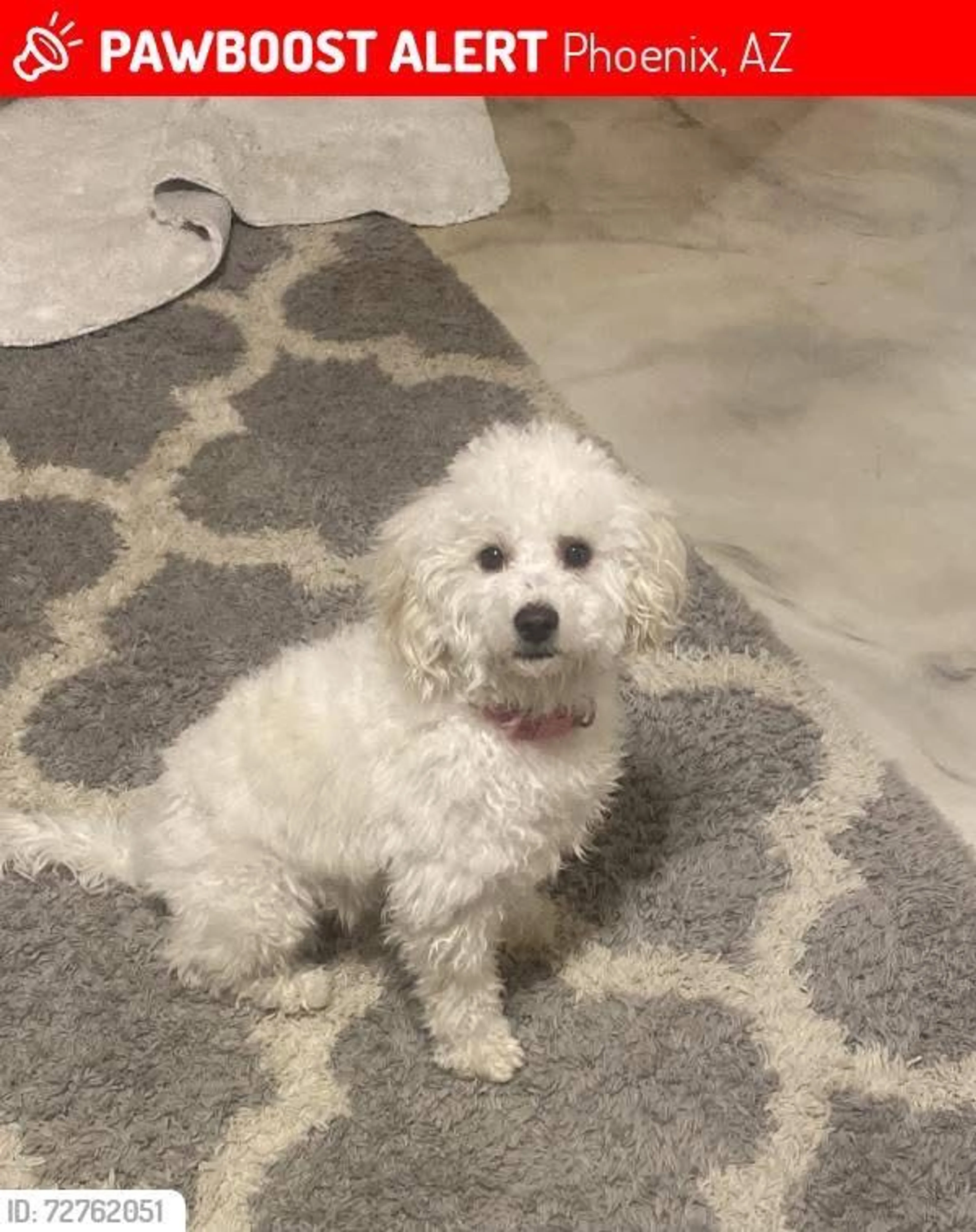 Lost pet-1