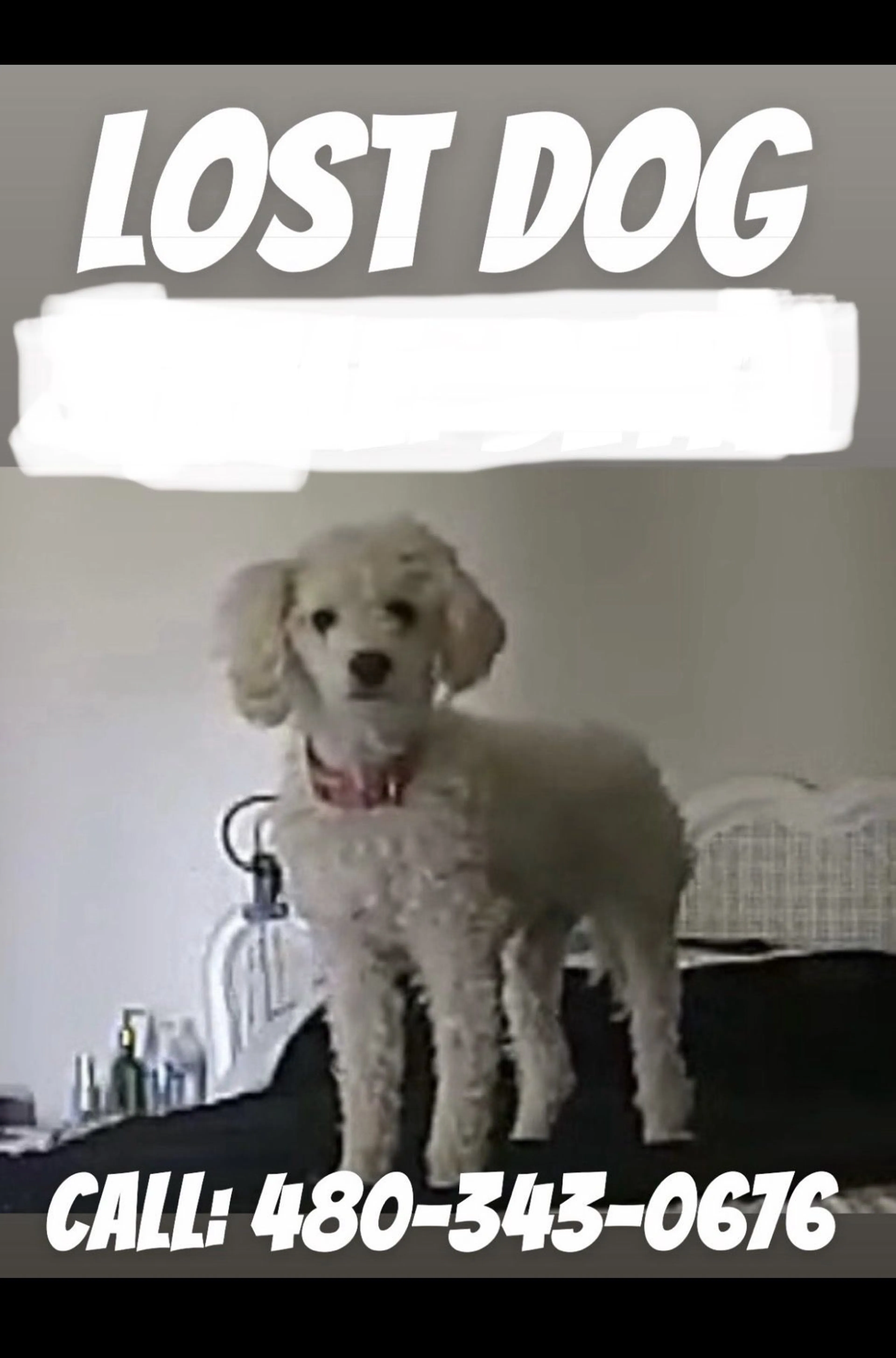 Lost pet-0