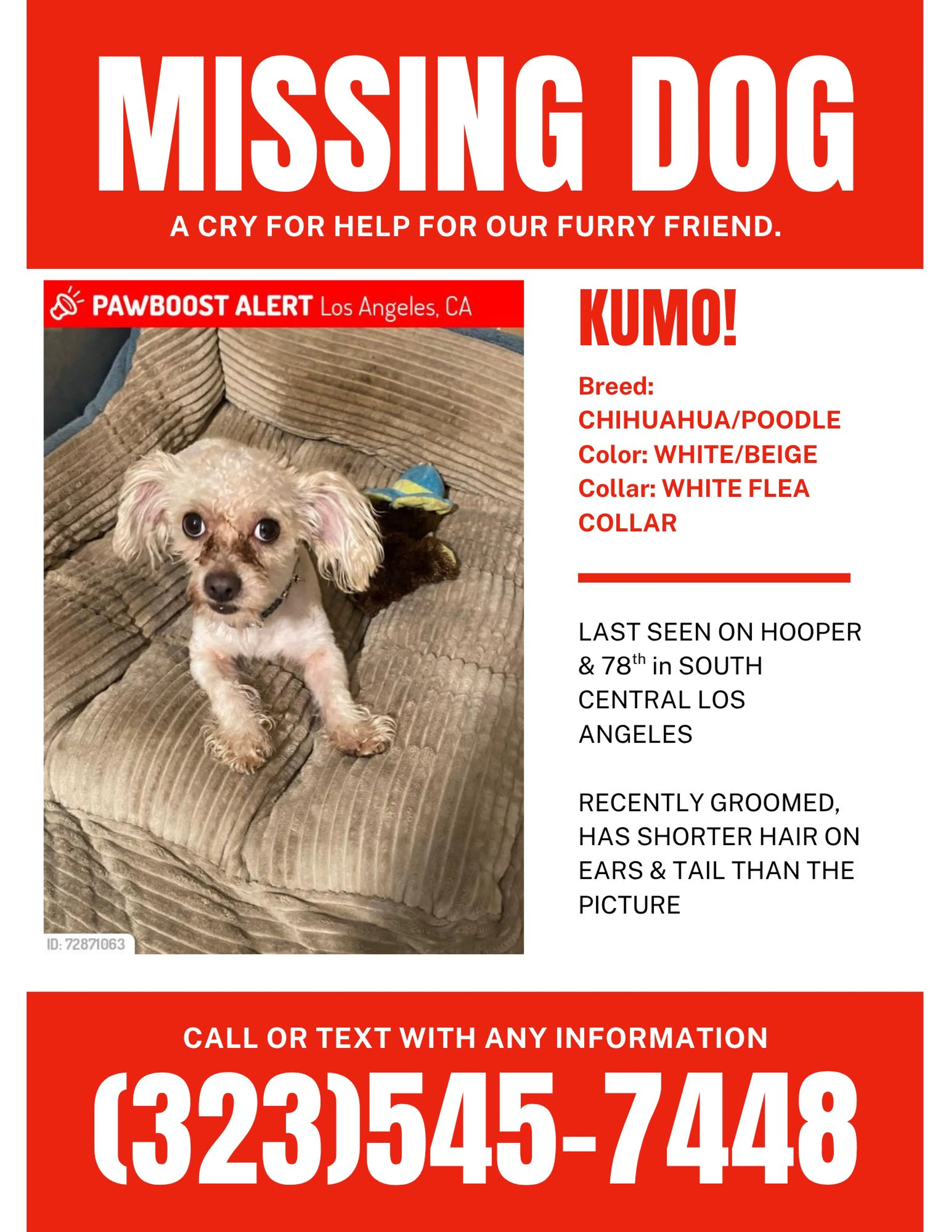 Lost pet