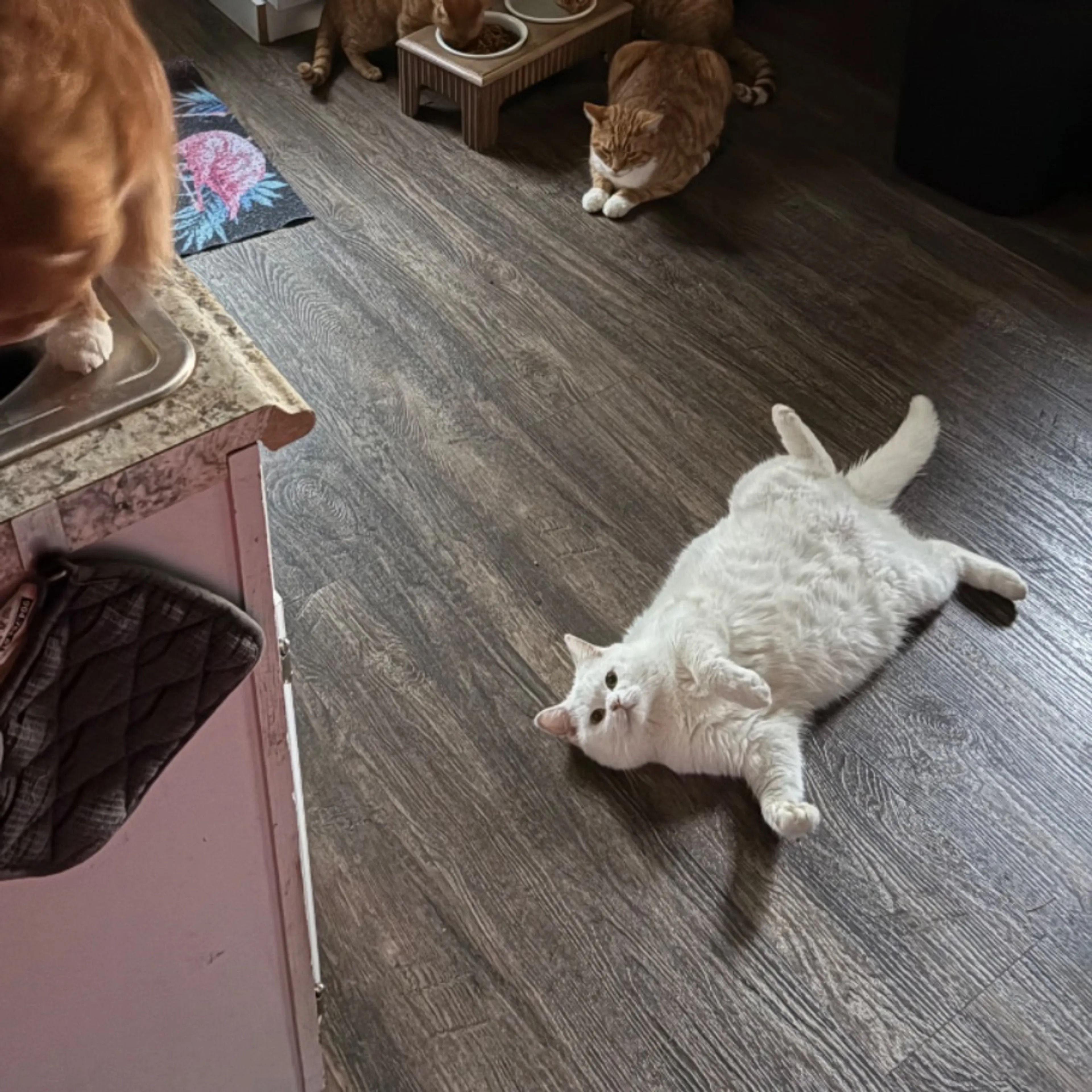 Lost pet