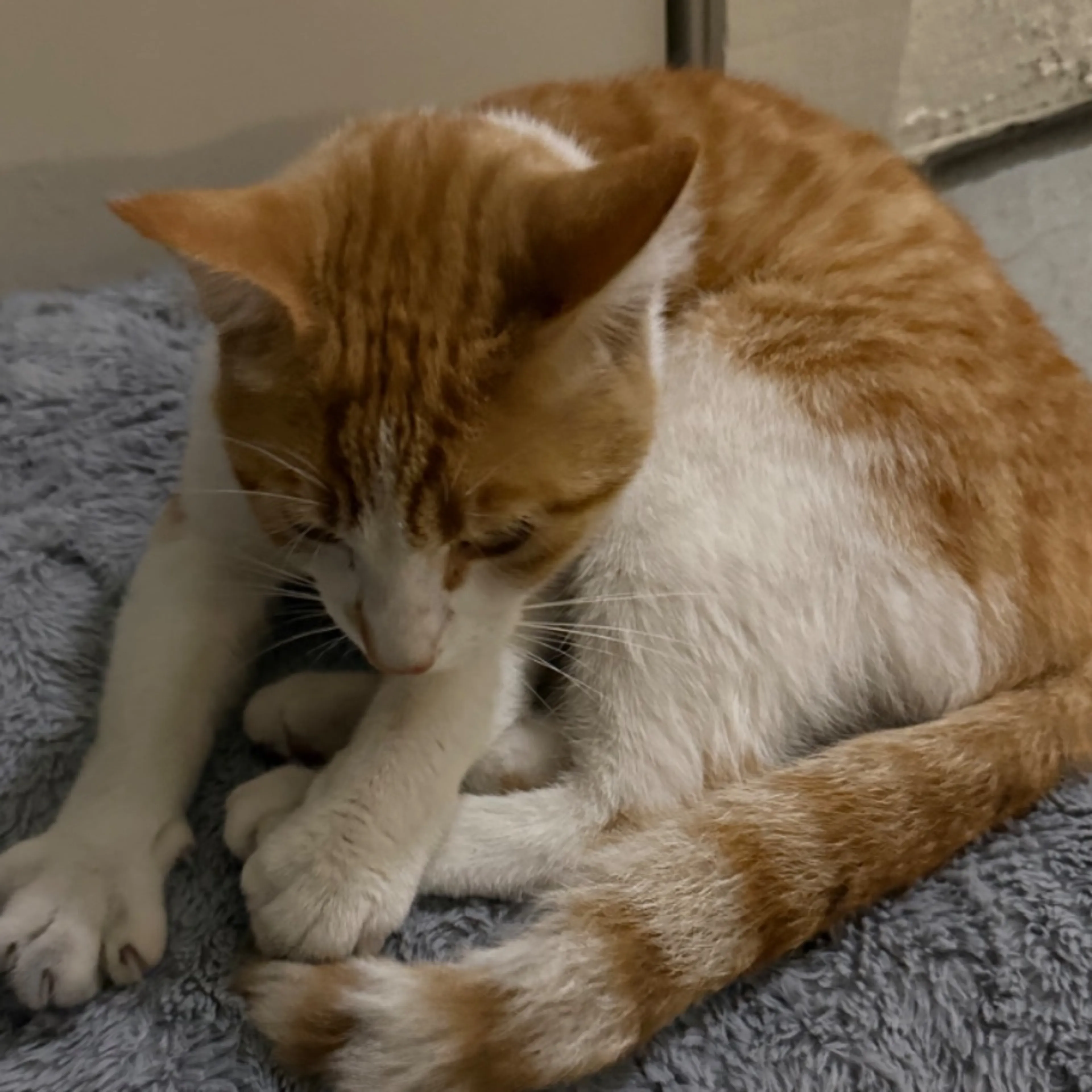 Found pet