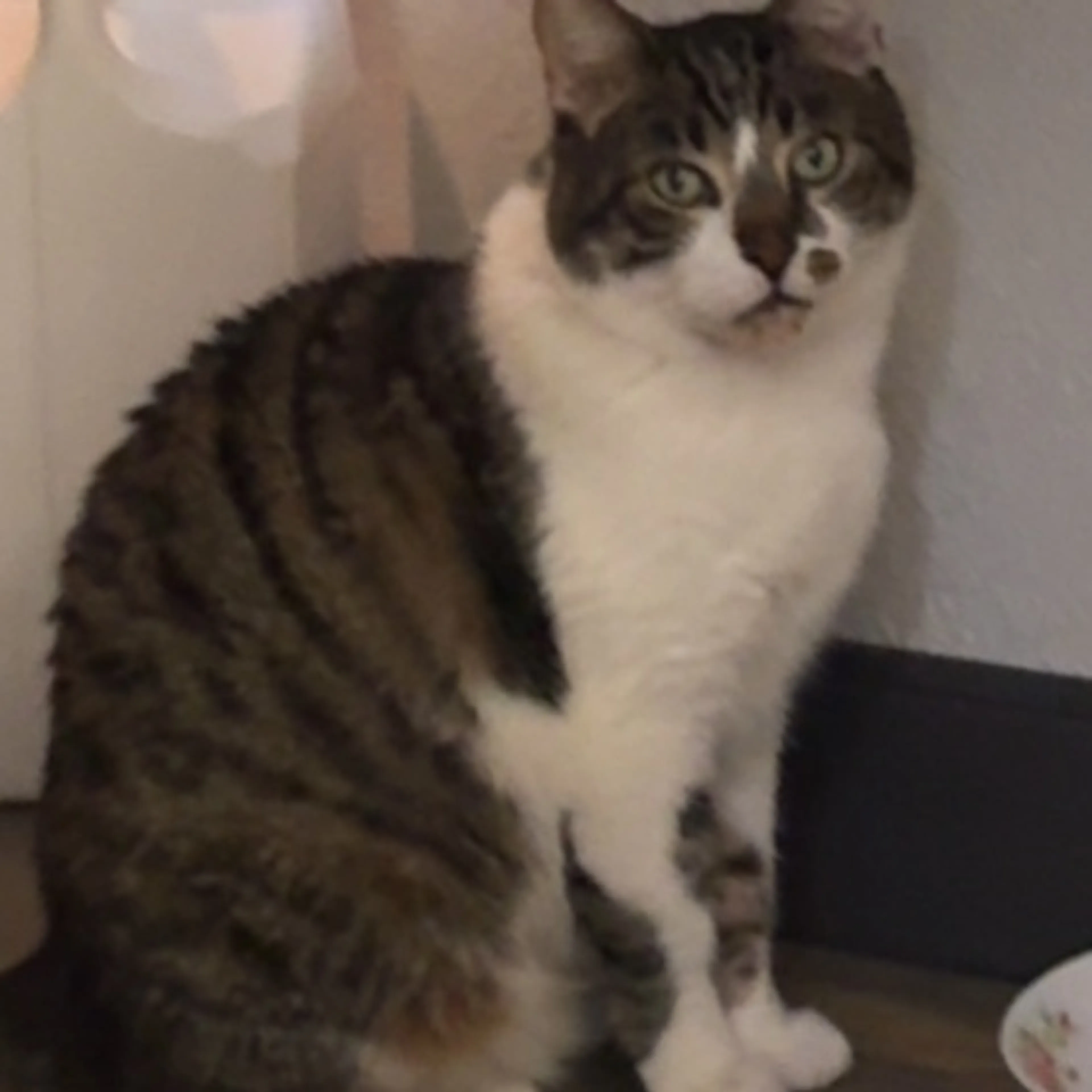 Lost pet-0
