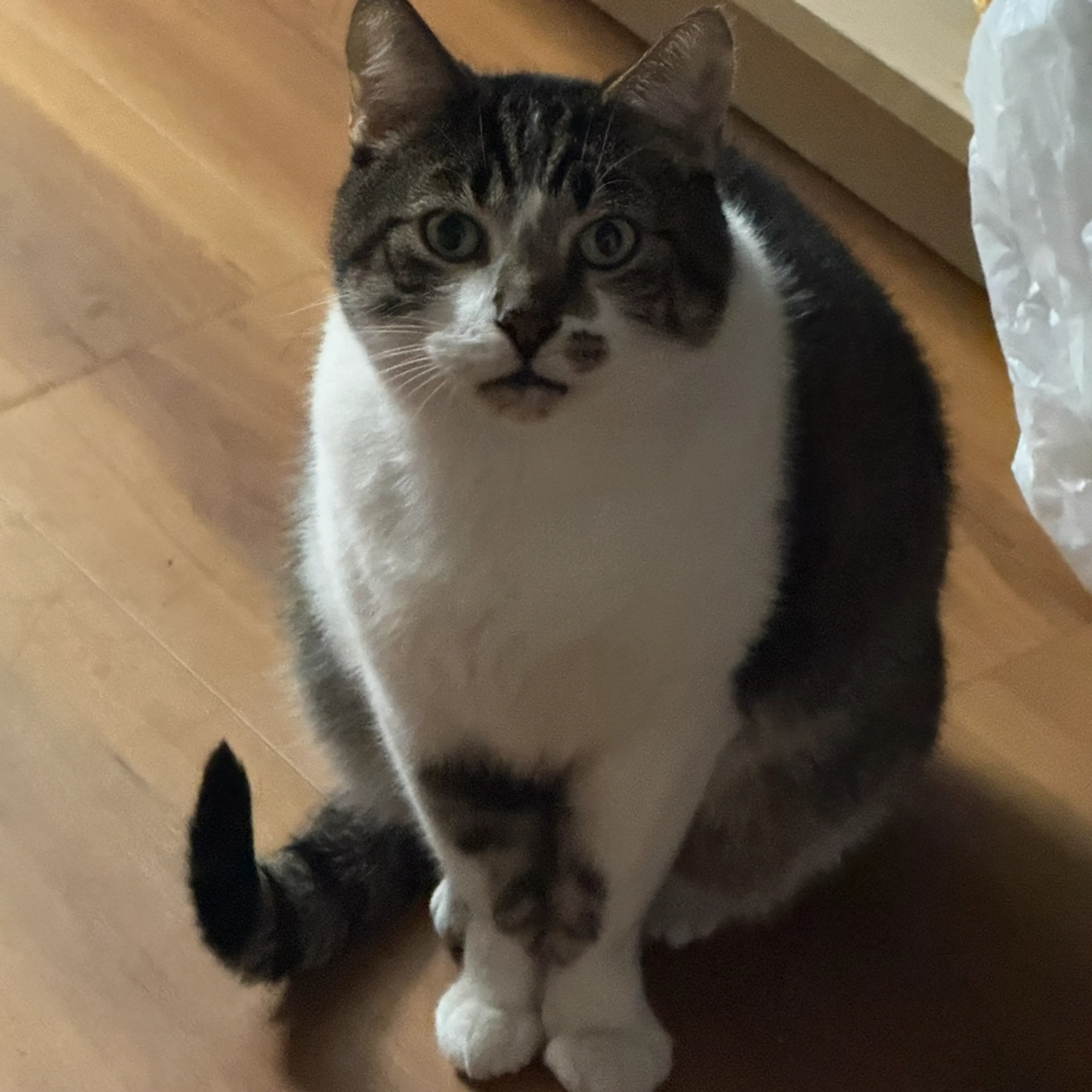 Lost pet-1