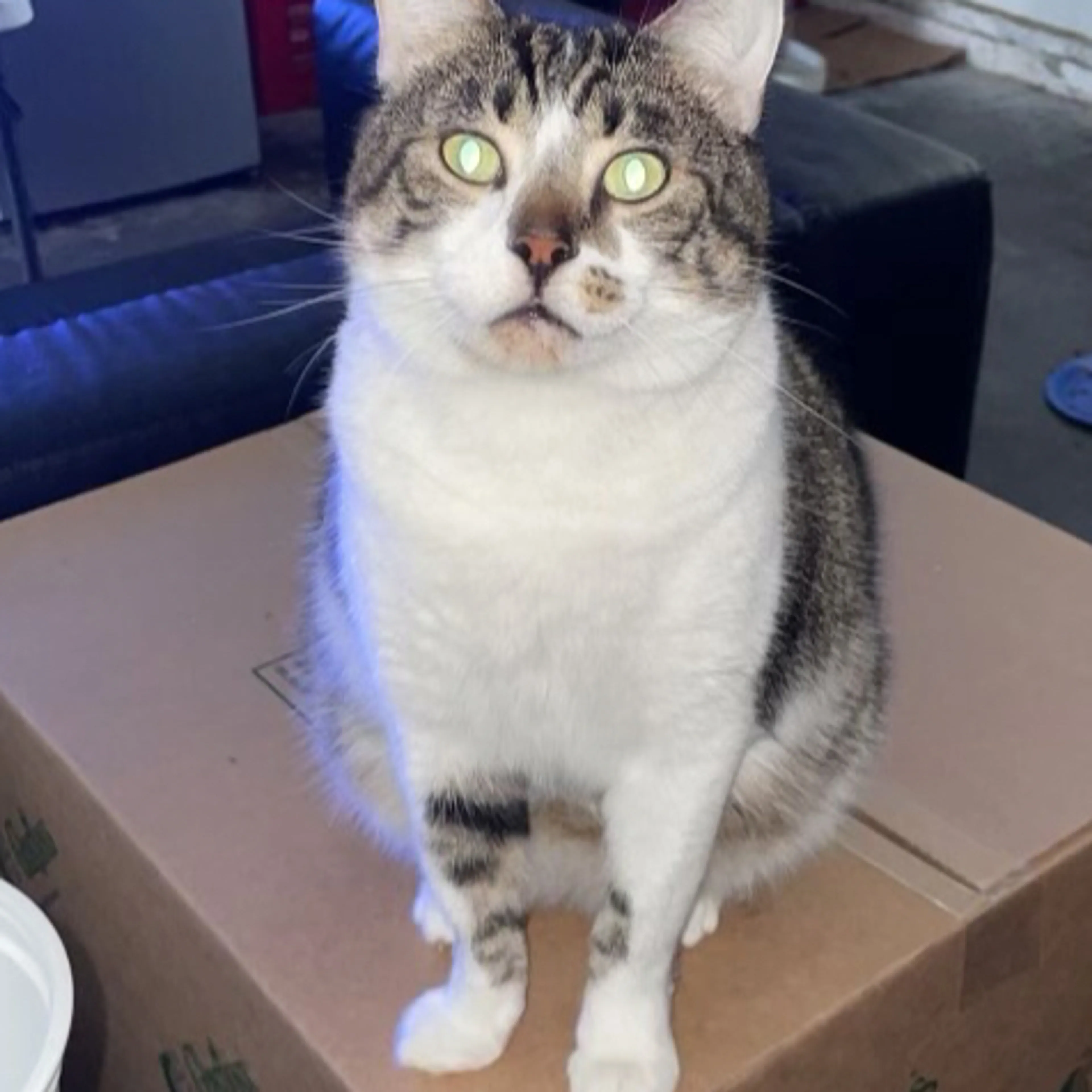 Lost pet-3