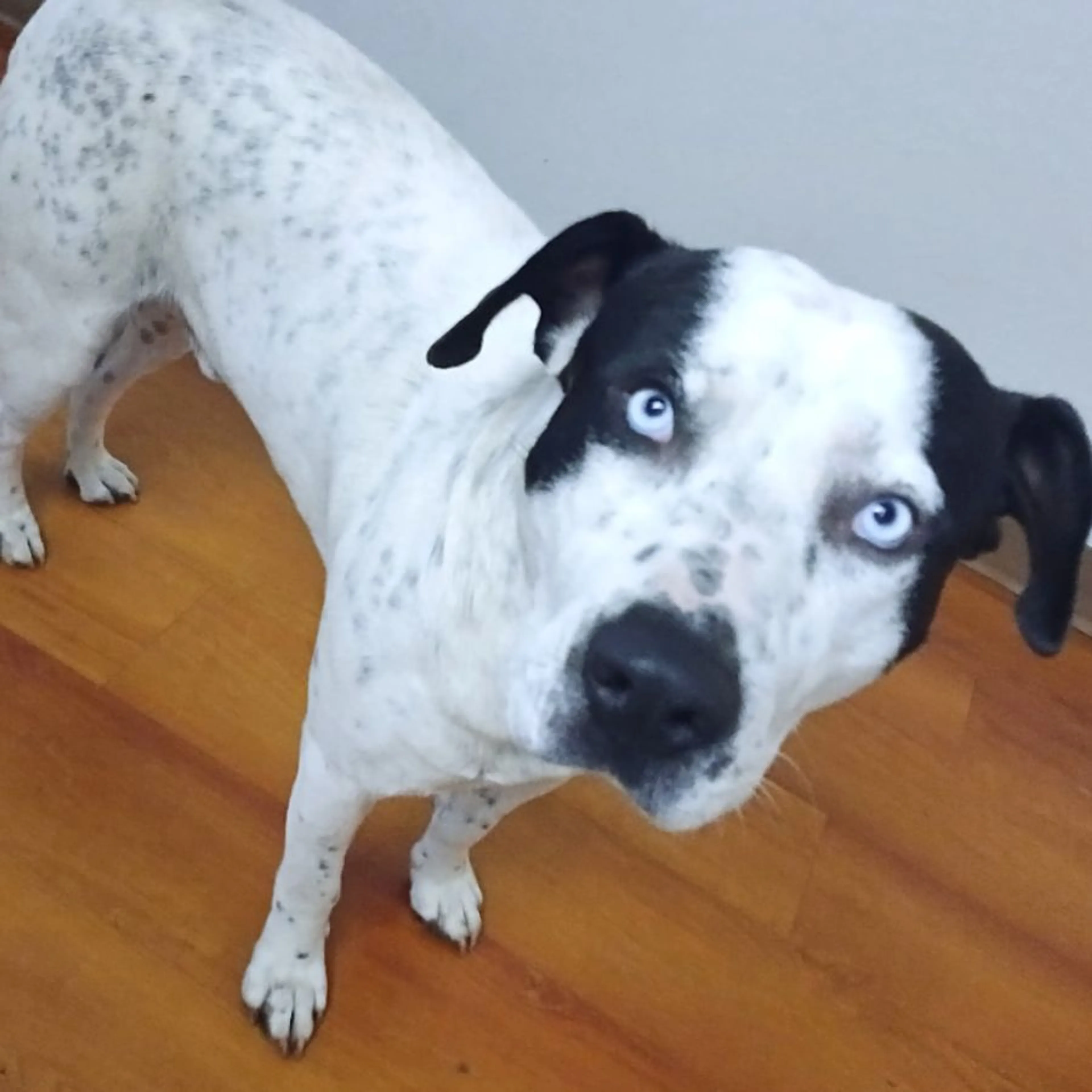 Lost pet