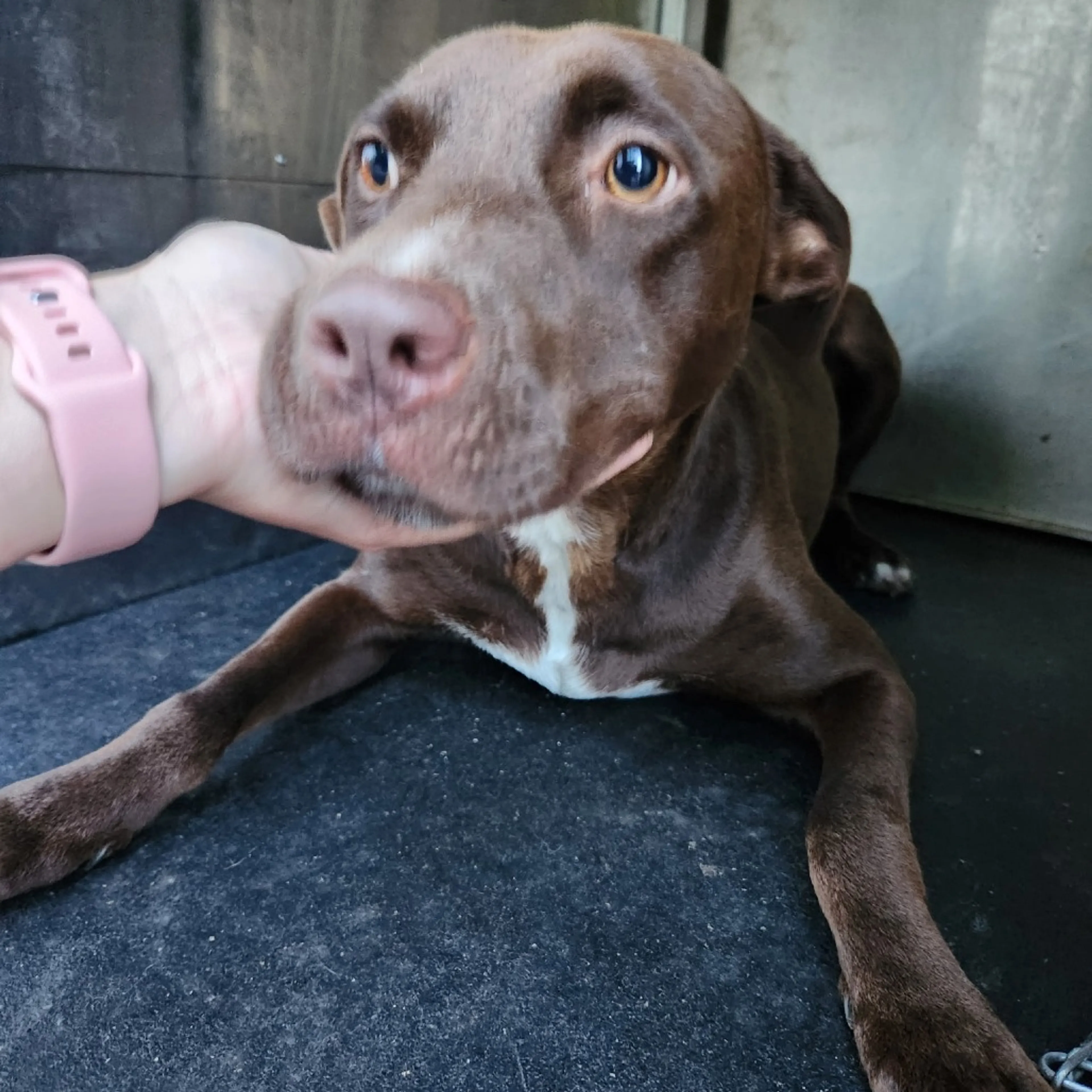 Found pet