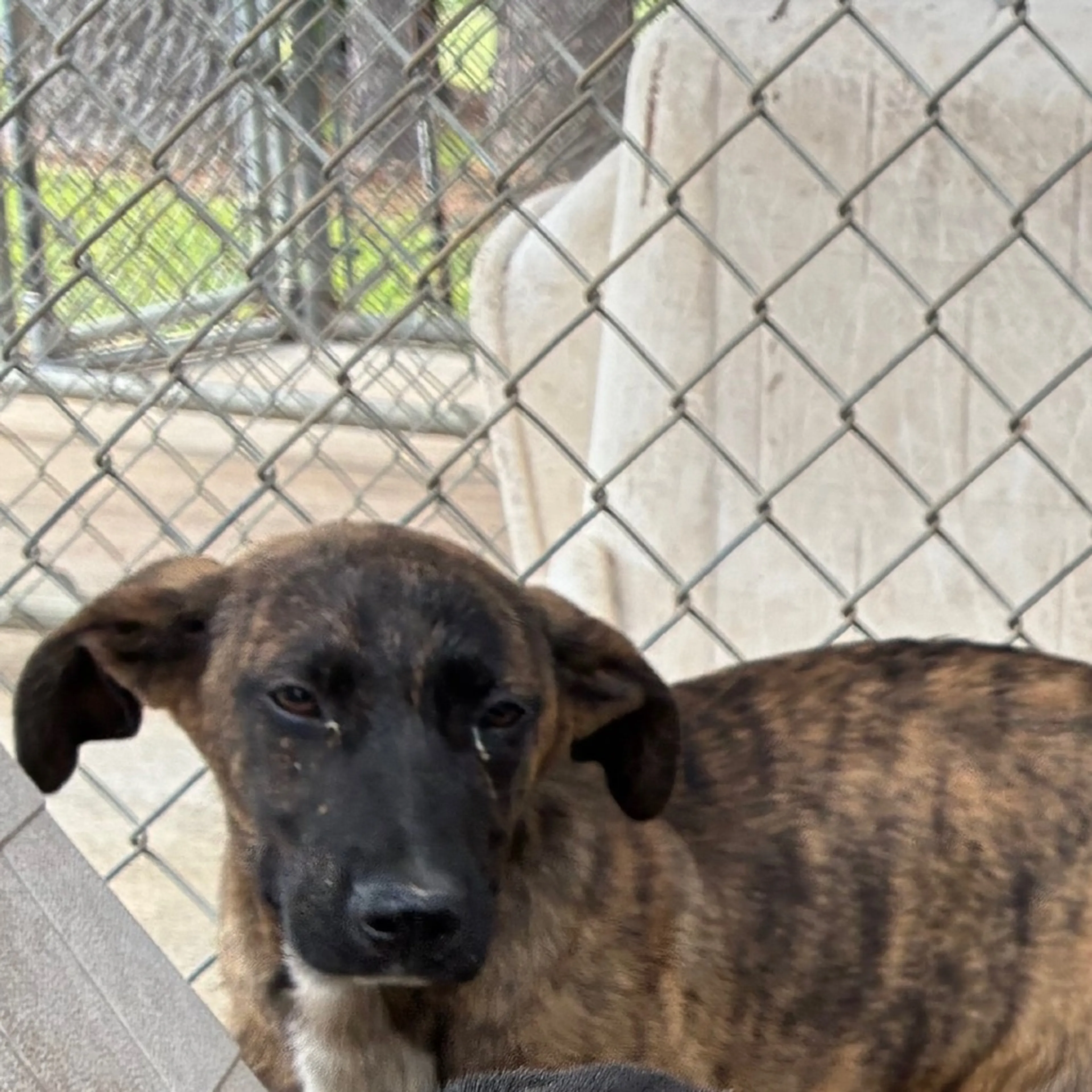 Found pet