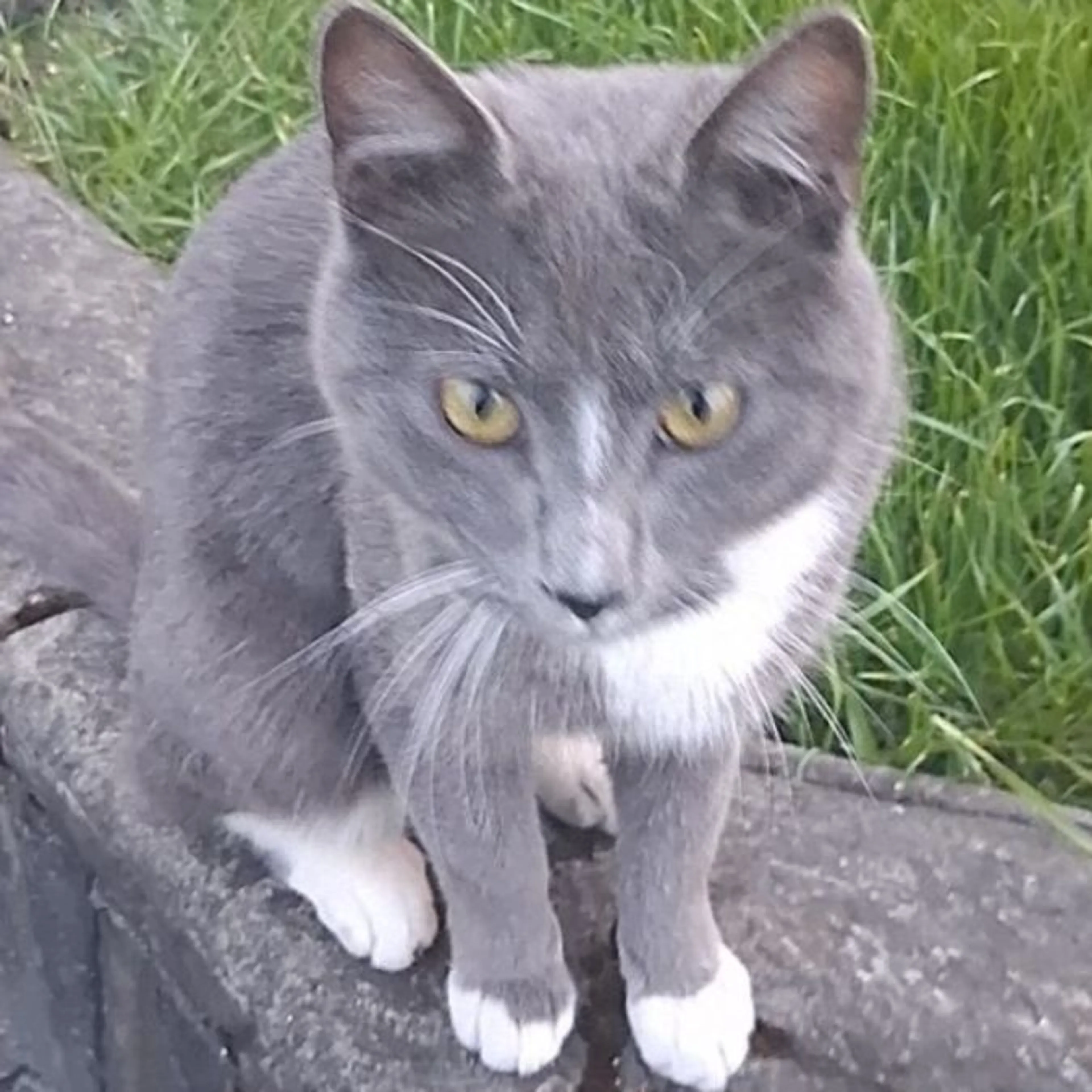 Lost pet