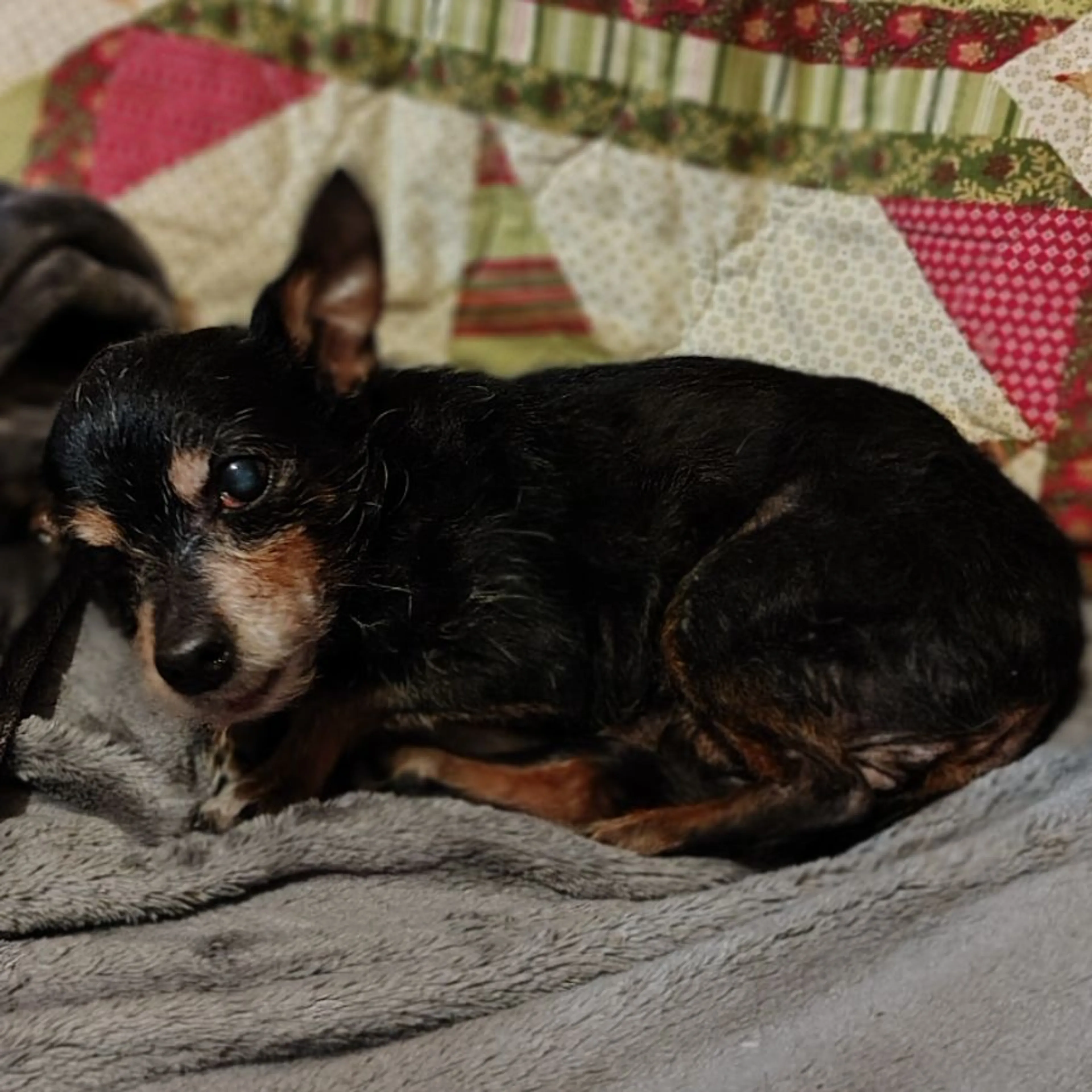Lost pet