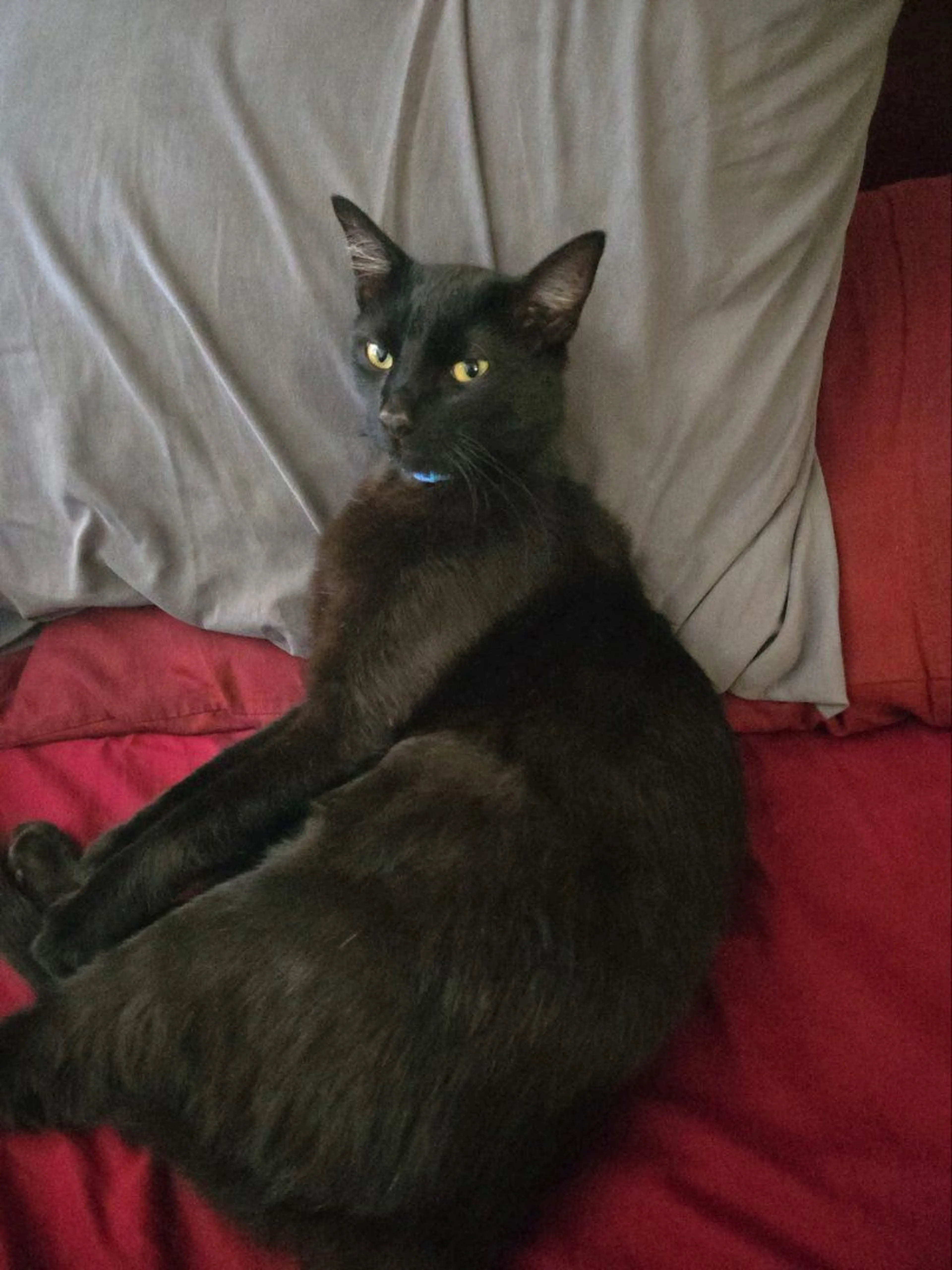 Lost pet-1