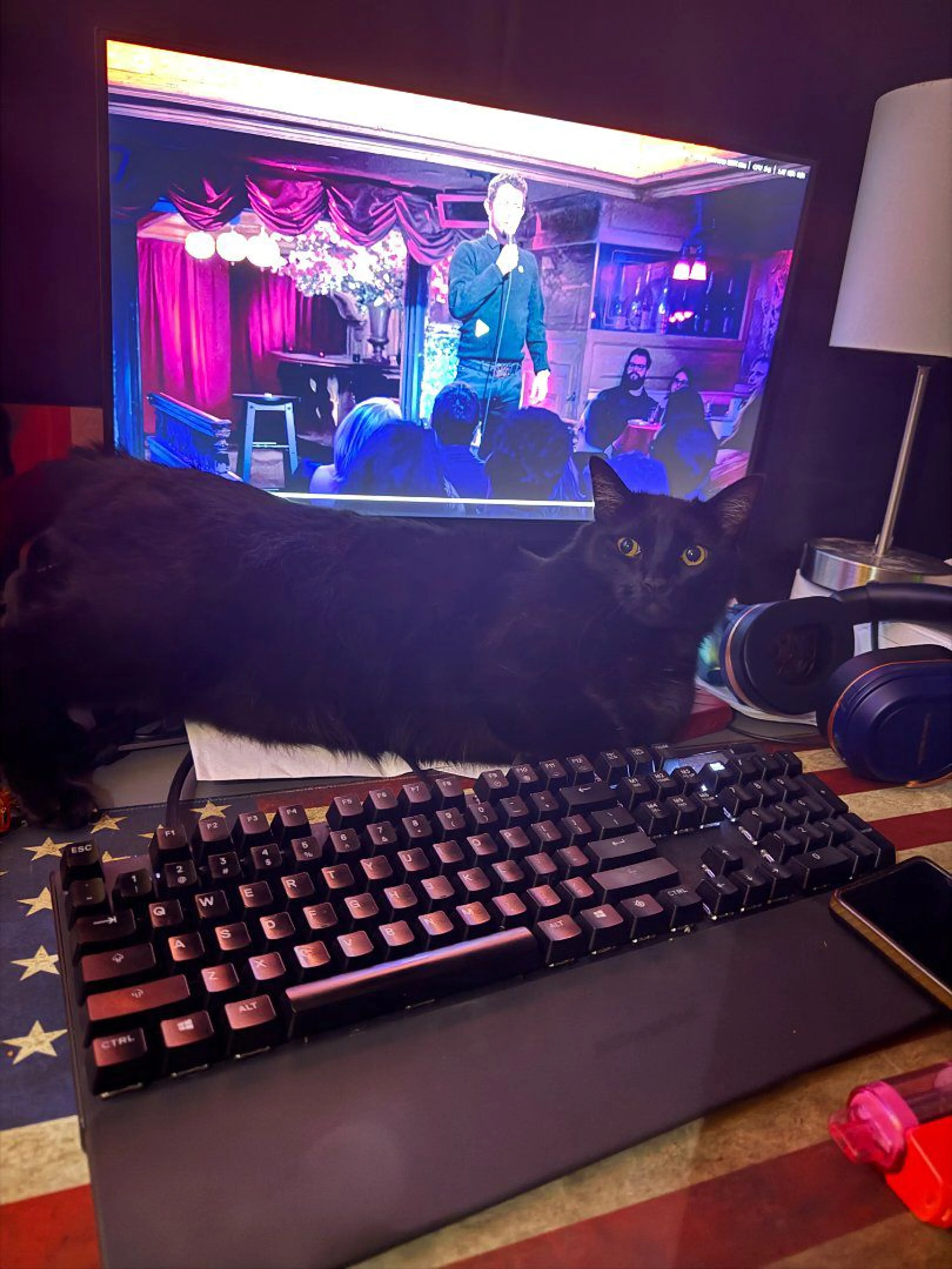 Lost pet-0