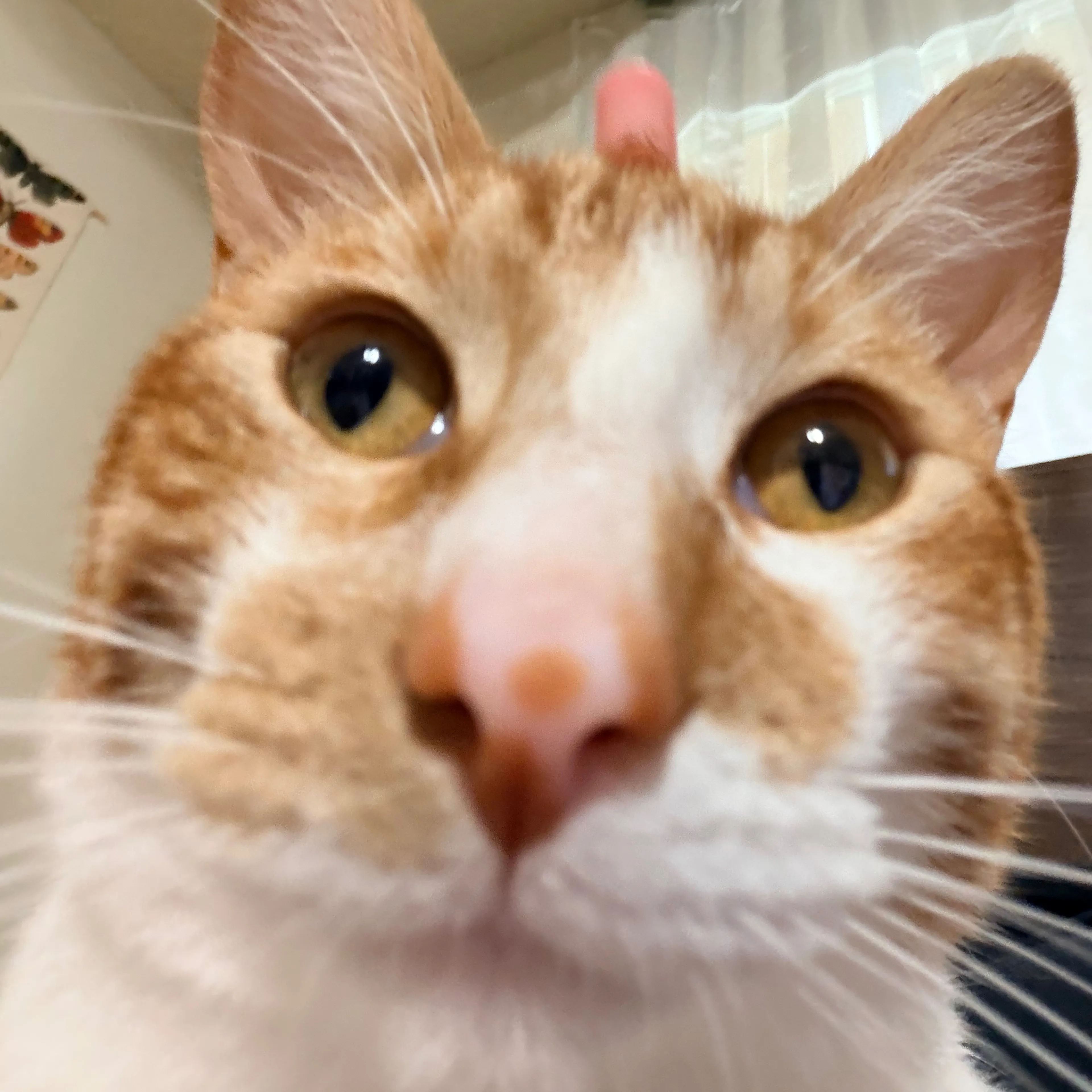 Lost pet-2