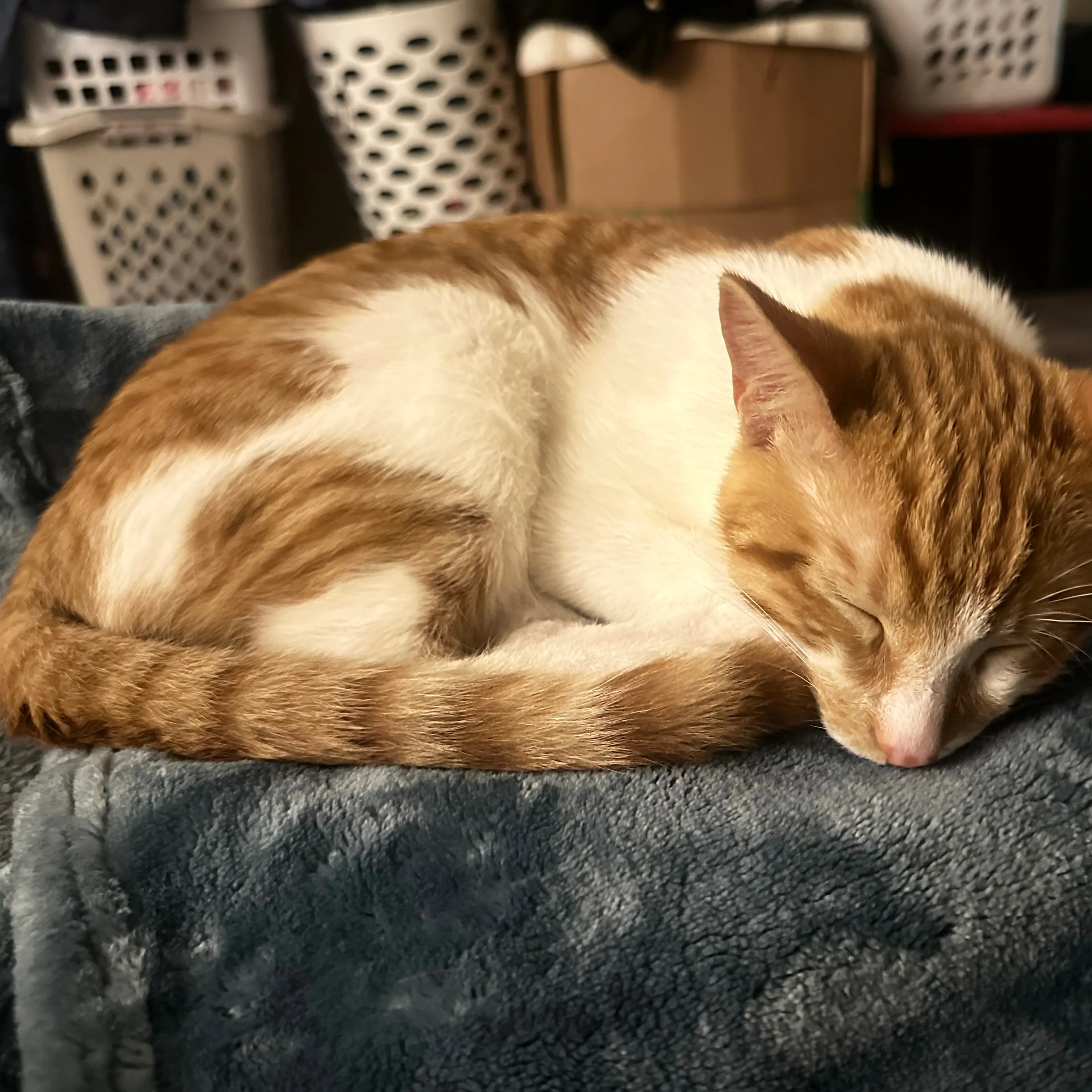 Lost pet-3