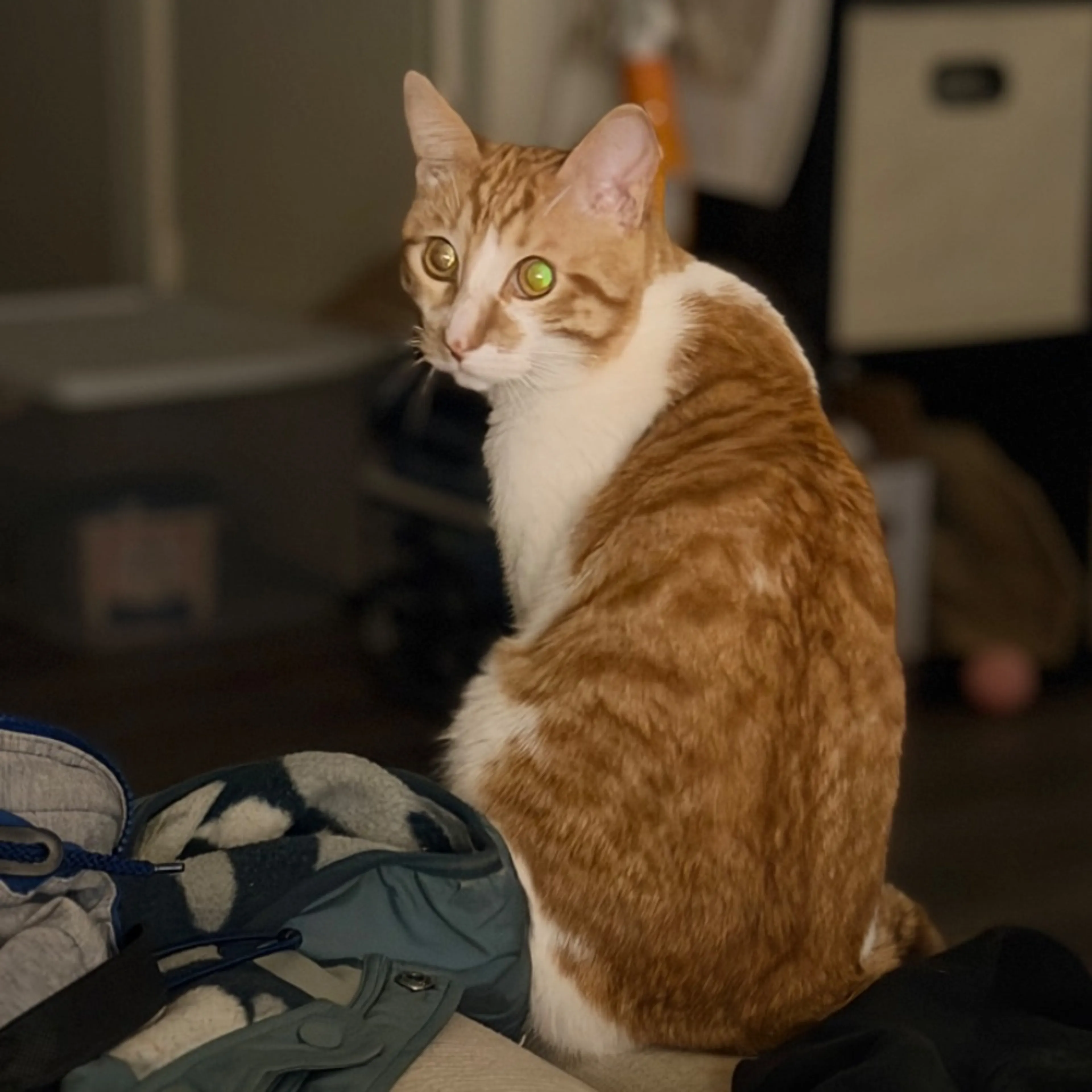 Lost pet-0