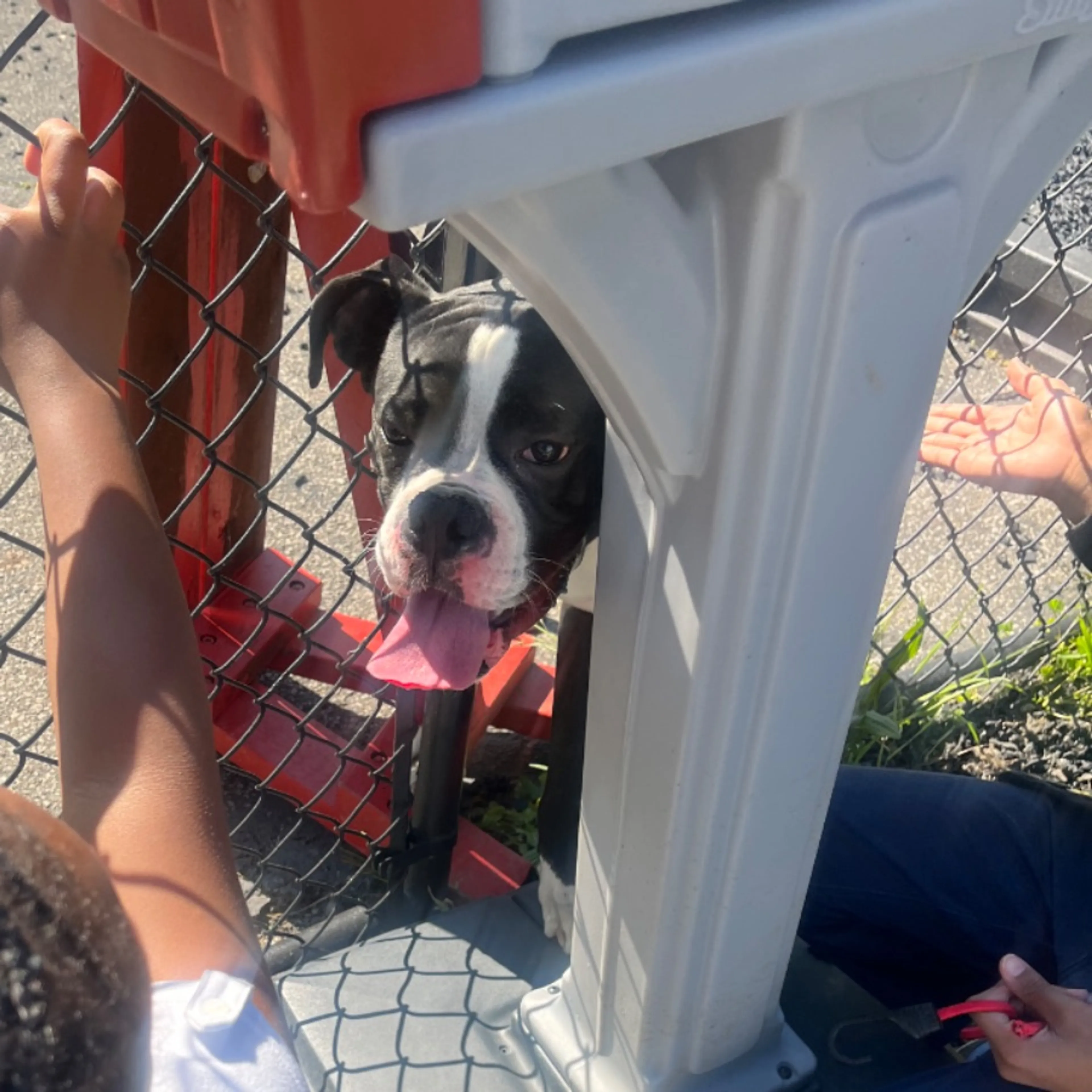 Found pet