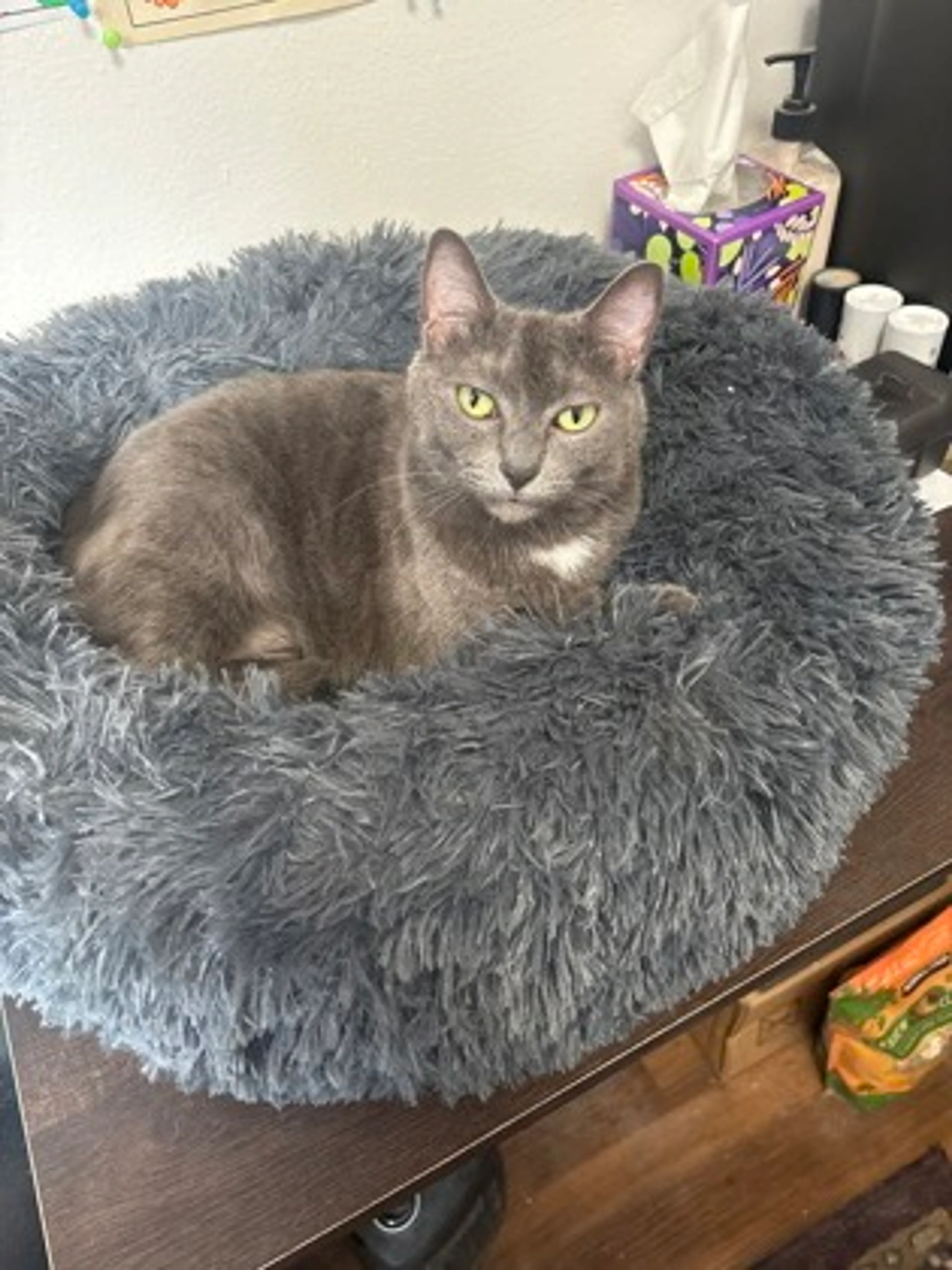 Found pet
